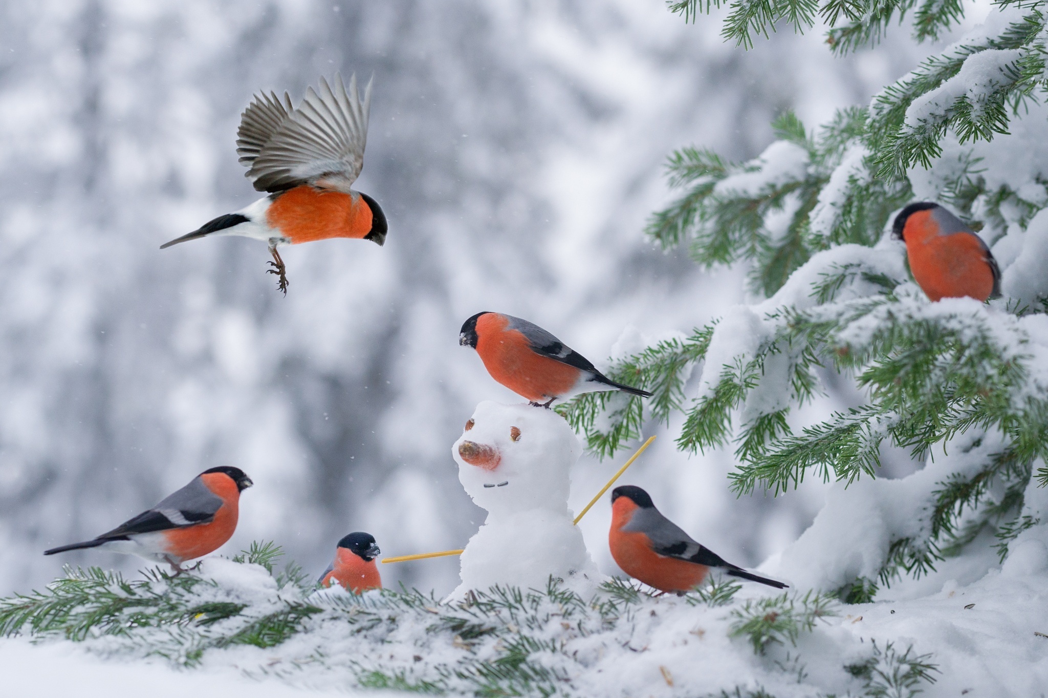 Обои снег, елка, зима, снеговик, птицы, снегирь, снегири, snow, tree, winter, snowman, birds, bullfinch, bullfinches разрешение 2048x1363 Загрузить