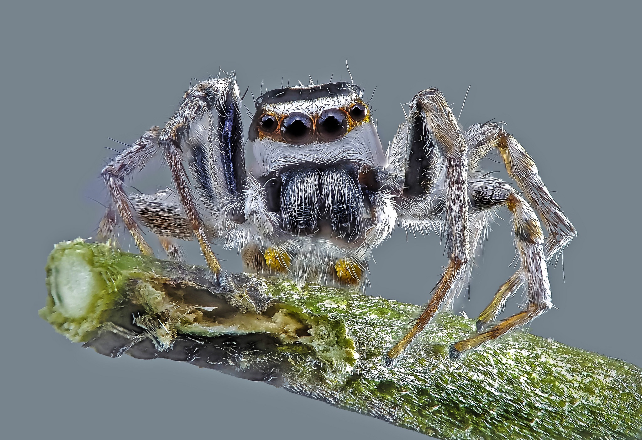 Обои макро, насекомое, фон, паук, macro, insect, background, spider разрешение 2048x1402 Загрузить