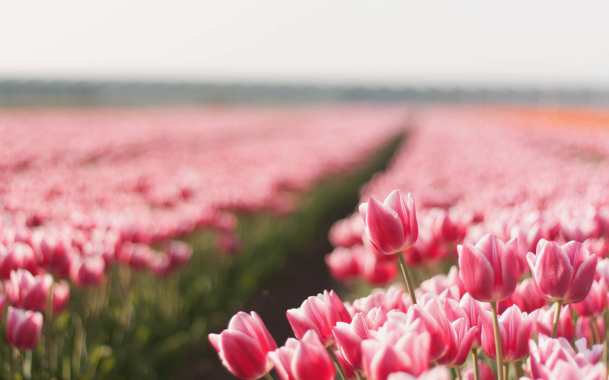Обои цветы, природа, бутоны, поле, тюльпаны, flowers, nature, buds, field, tulips разрешение 2560x1600 Загрузить