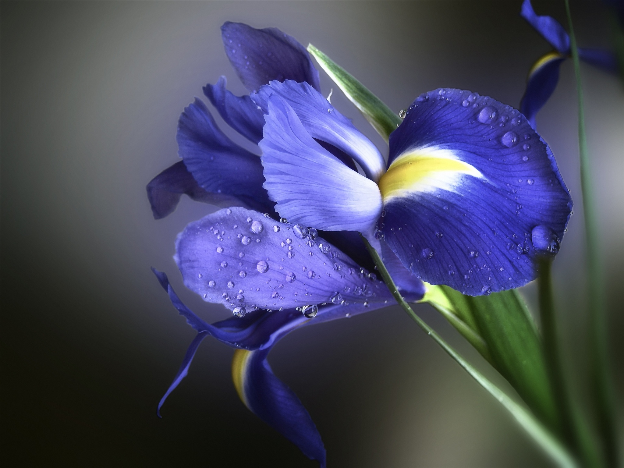 Обои фон, цветок, капли, лепестки, ирис, background, flower, drops, petals, iris разрешение 2048x1536 Загрузить