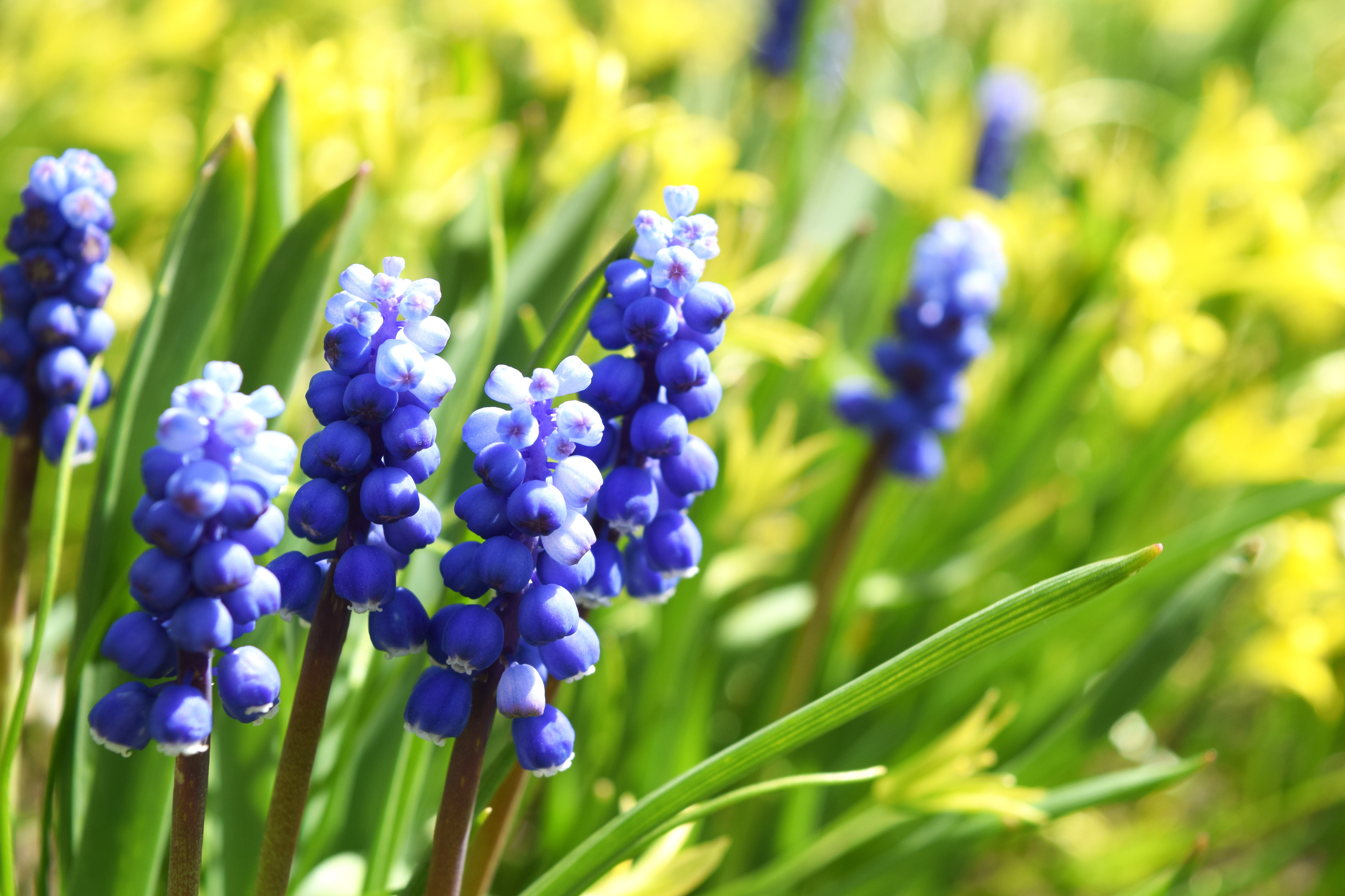 Обои цветы, макро, весна, мускари, виноградный гиацинт, flowers, macro, spring, muscari, grape hyacinth разрешение 6000x4000 Загрузить