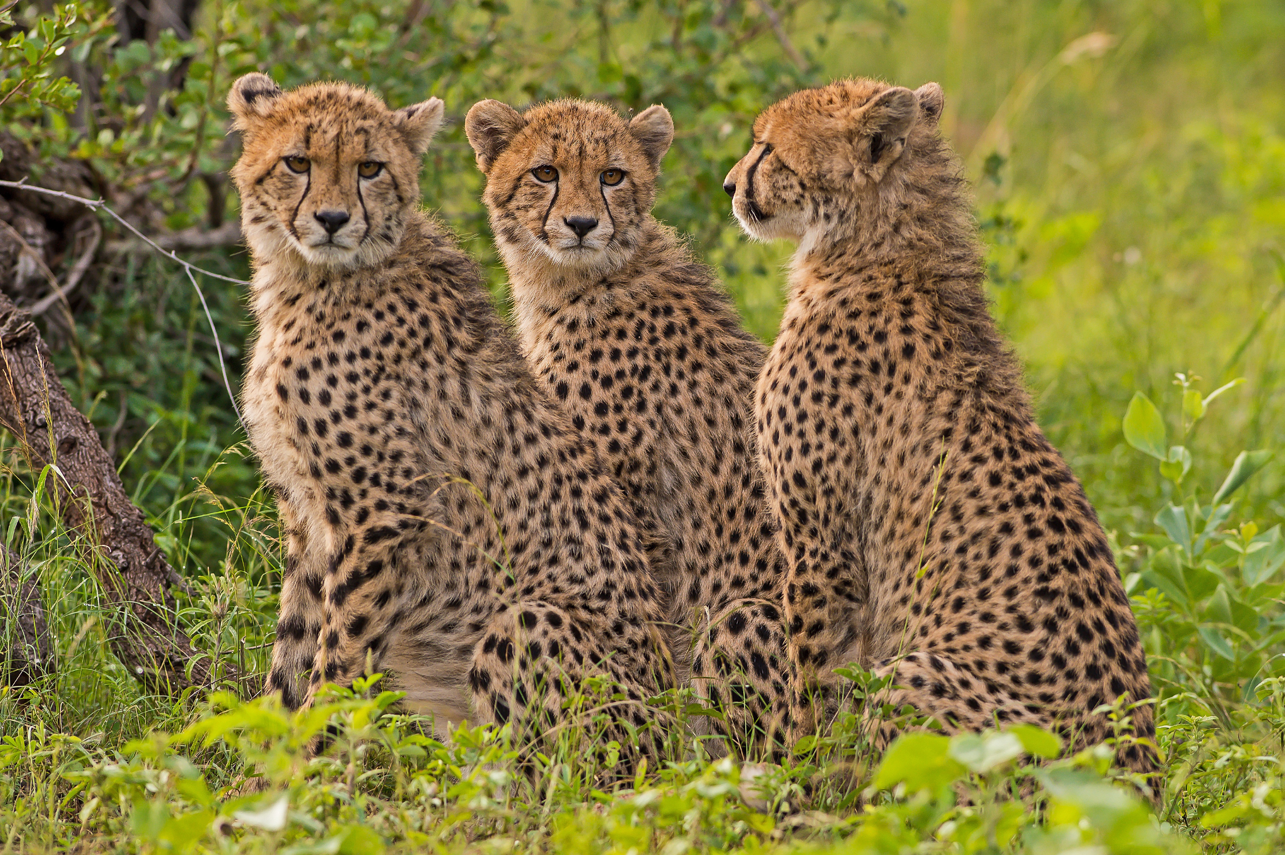 Обои хищник, гепард, дикая кошка, гепарды, predator, cheetah, wild cat, cheetahs разрешение 4256x2832 Загрузить