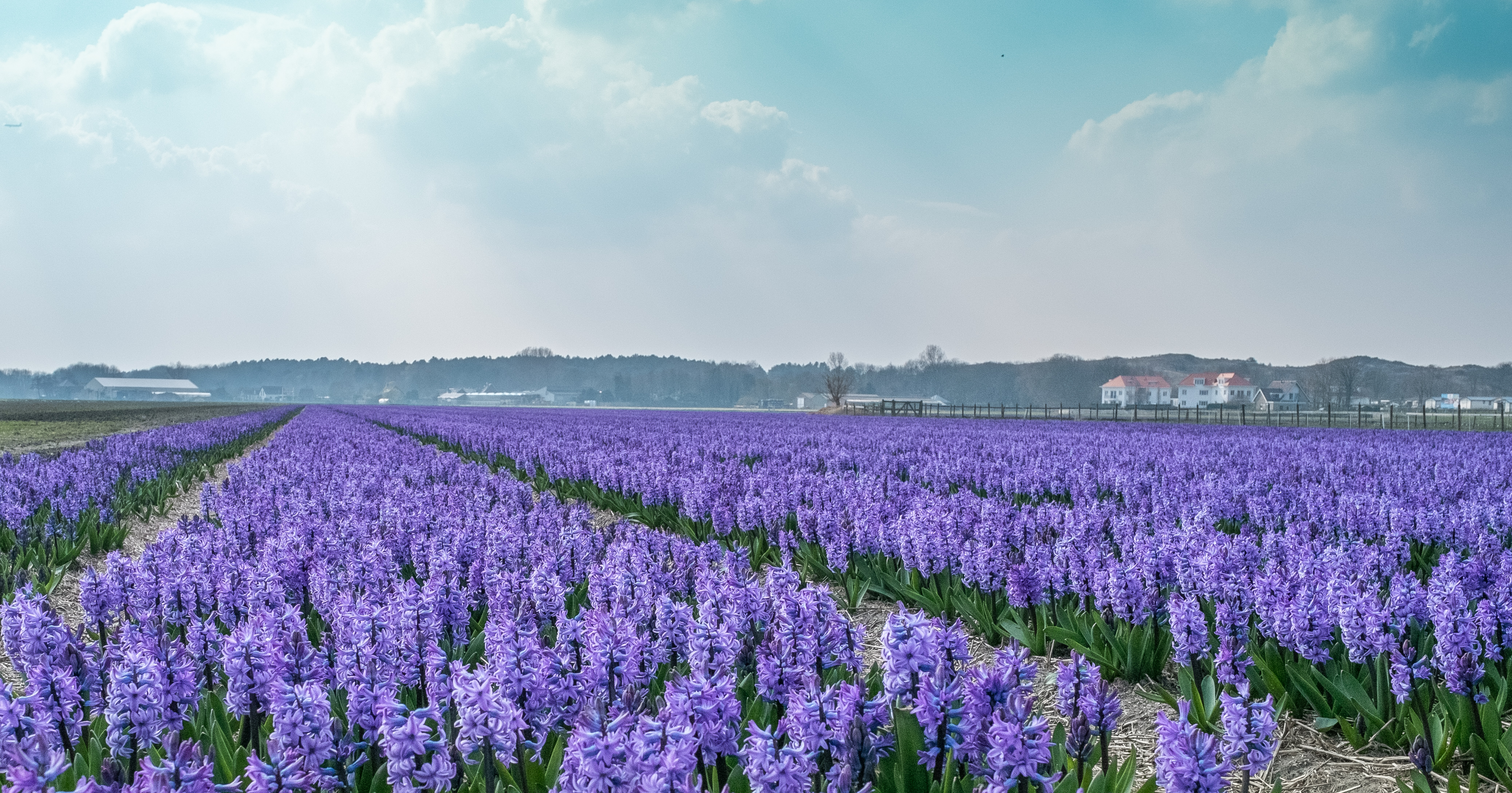 Обои цветы, поле, дома, голландия, гиацинты, flowers, field, home, holland, hyacinths разрешение 4153x2179 Загрузить