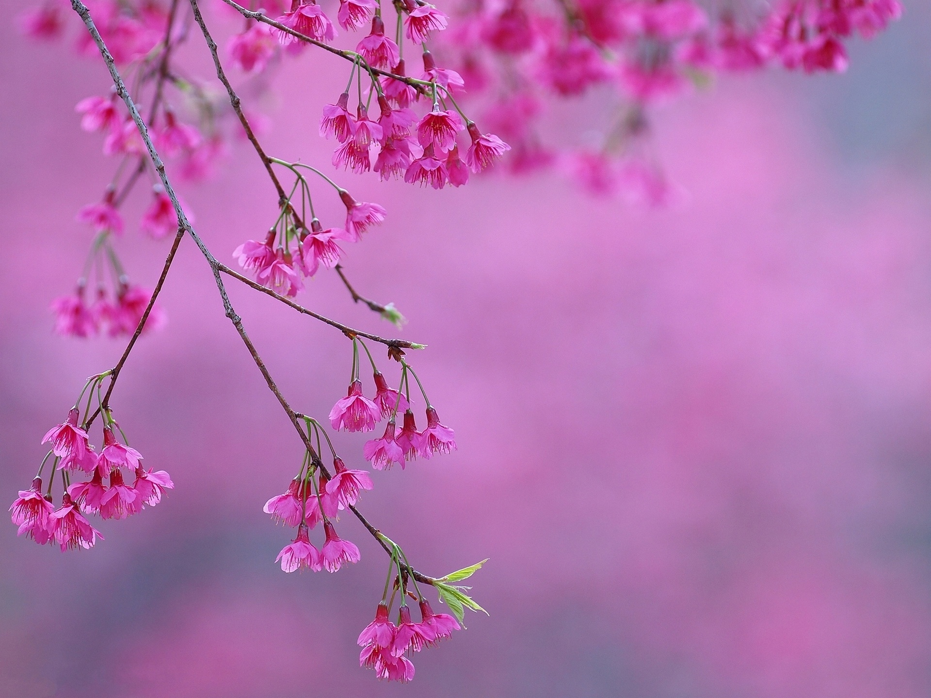 Обои цветение, весна, розовые, сакура, цветки, flowering, spring, pink, sakura, flowers разрешение 1920x1440 Загрузить