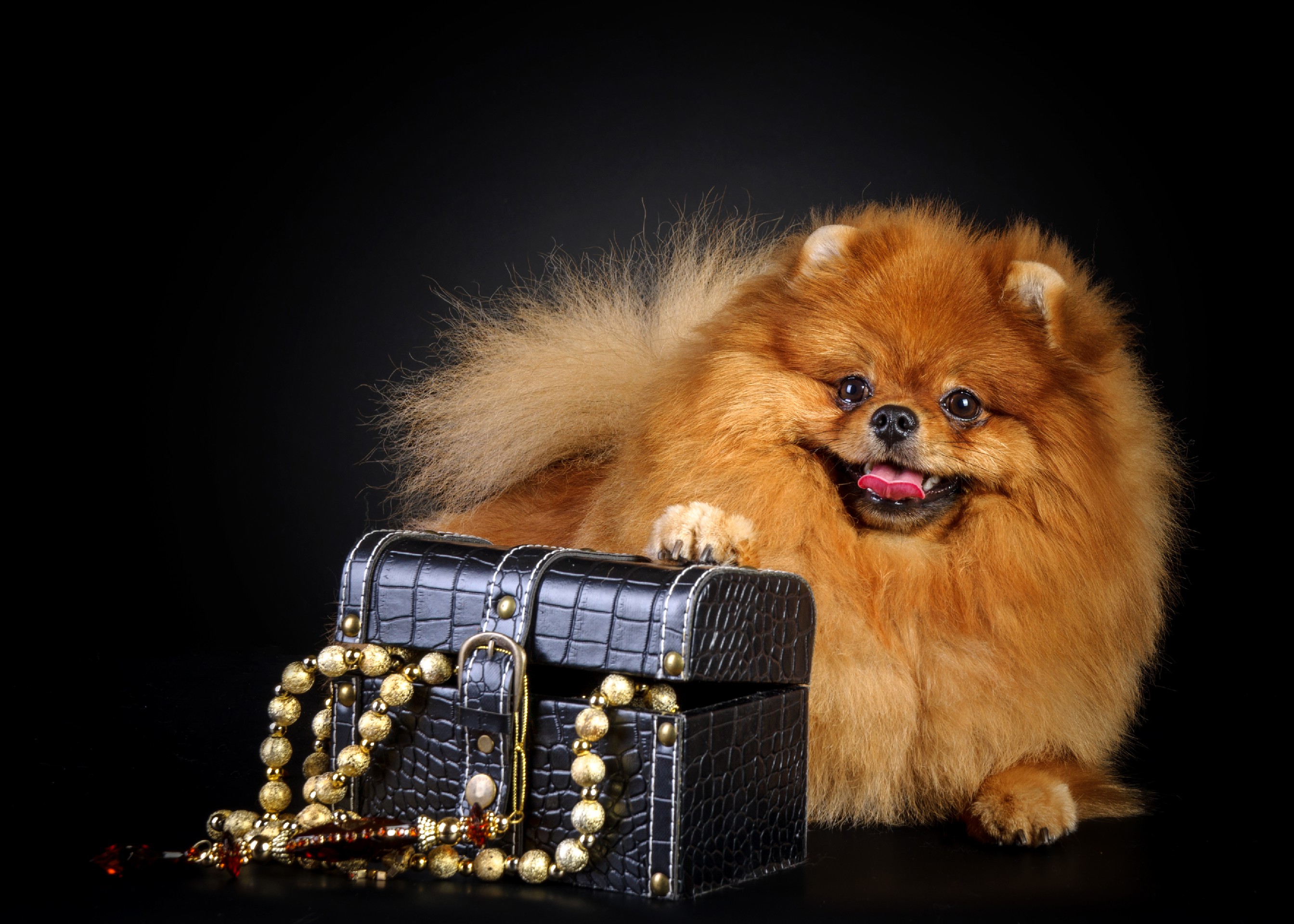 Обои украшения, собака, черный фон, бусы, шкатулка, шпиц, decoration, dog, black background, beads, box, spitz разрешение 2688x1920 Загрузить