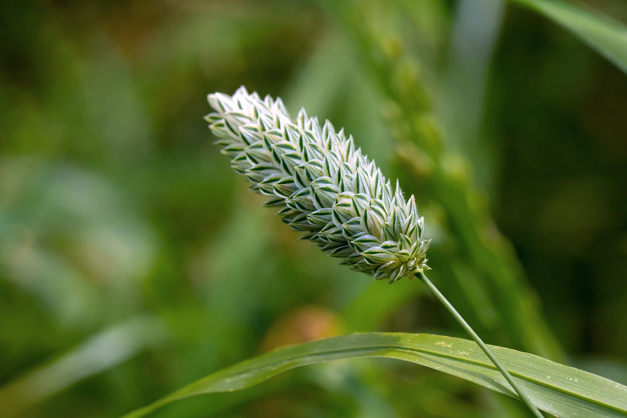 Обои трава, макро, размытость, стебель, колосок, боке, grass, macro, blur, stem, spike, bokeh разрешение 2048x1365 Загрузить