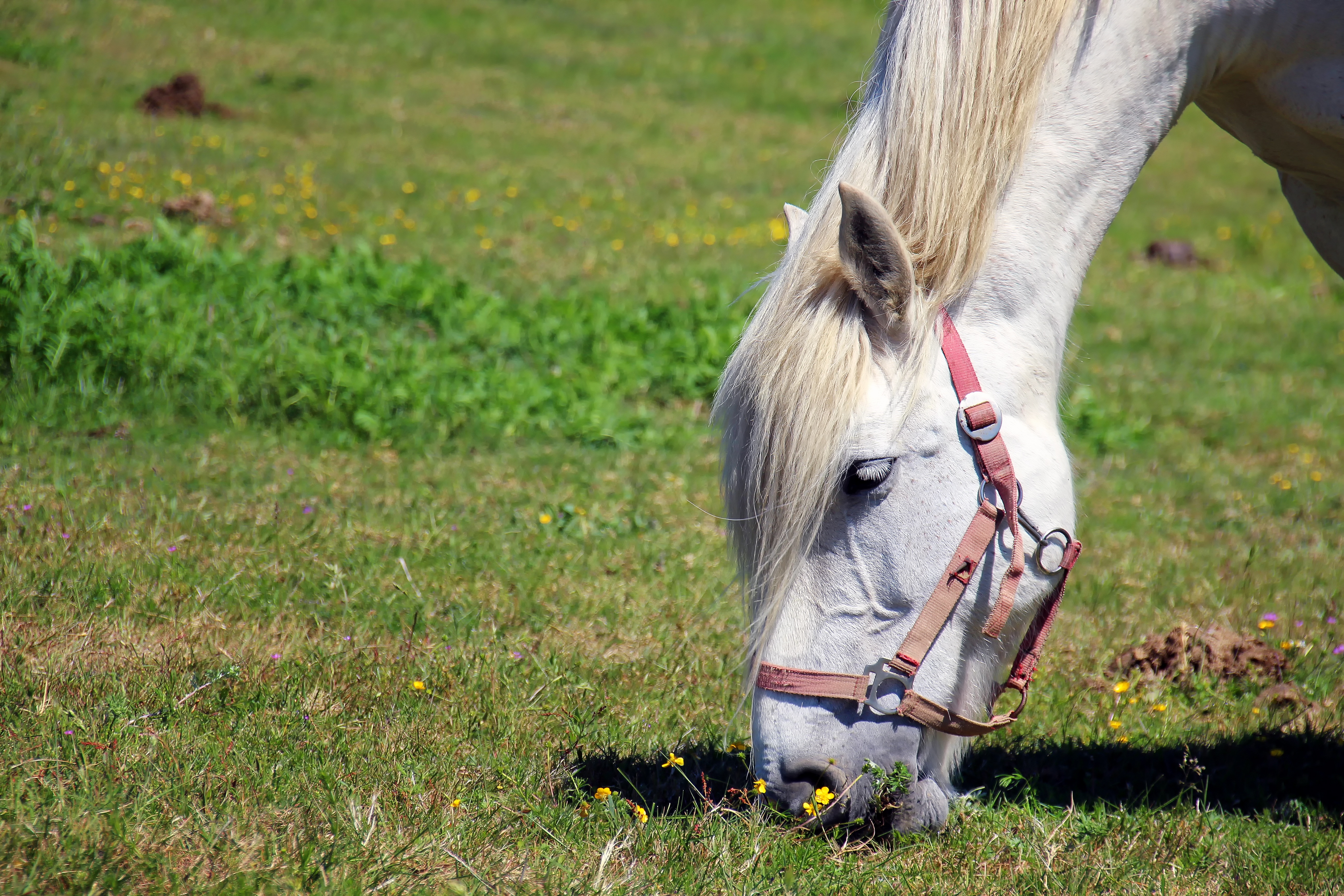 Обои лошадь, трава, конь, грива, horse, grass, mane разрешение 5184x3456 Загрузить