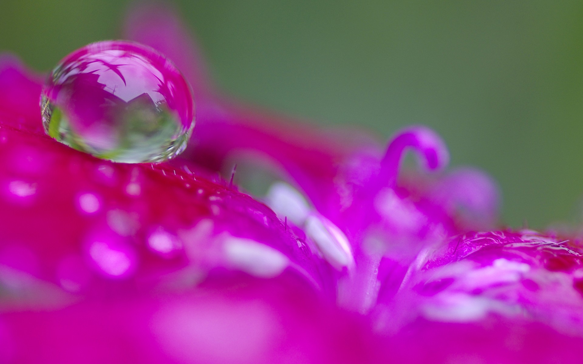 Обои макро, цветок, капля, розовый, macro, flower, drop, pink разрешение 1920x1200 Загрузить