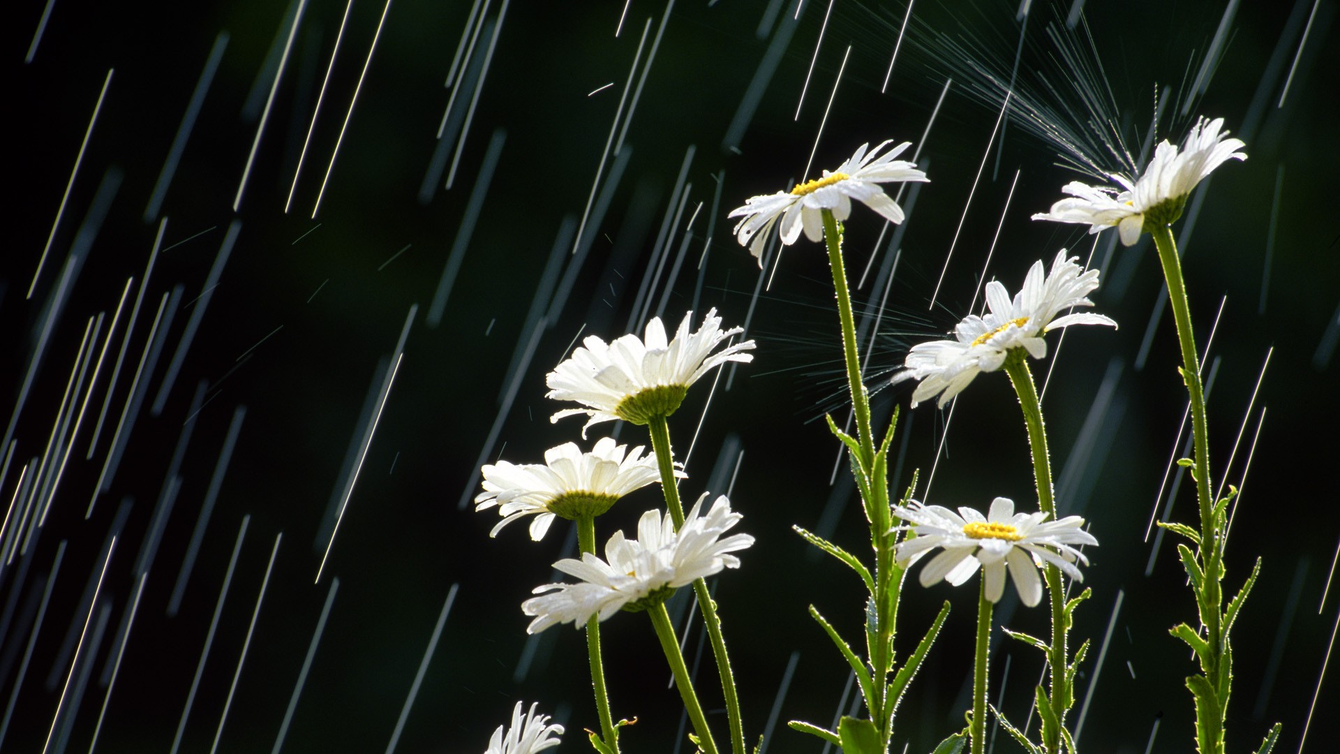 Обои цветы, лепестки, дождь, ромашки, белые, стебли, flowers, petals, rain, chamomile, white, stems разрешение 1920x1080 Загрузить