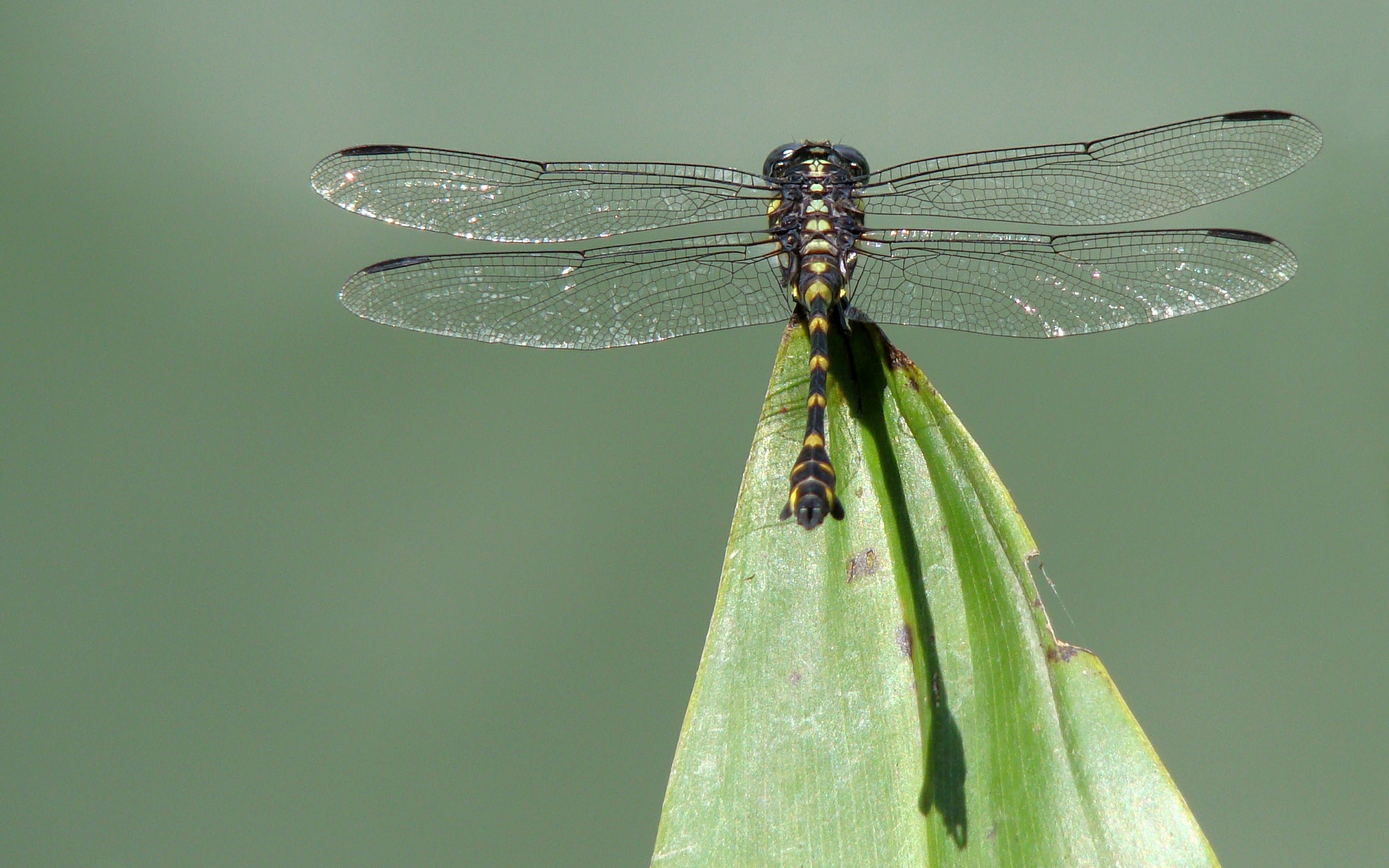 Обои насекомое, крылья, лист, стрекоза, insect, wings, sheet, dragonfly разрешение 2560x1600 Загрузить