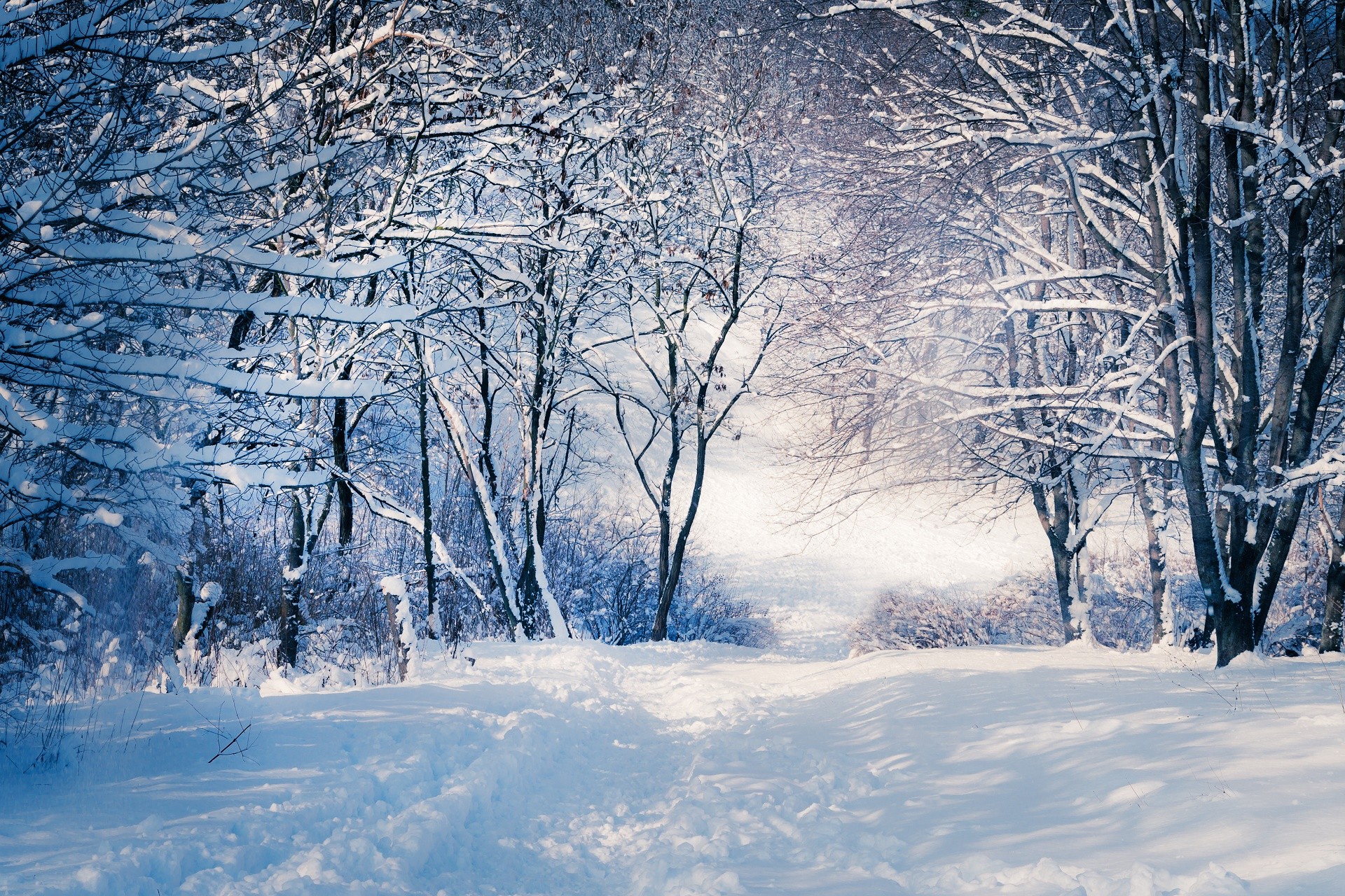 Обои деревья, снег, зима, ветки, тропинка, trees, snow, winter, branches, path разрешение 1920x1280 Загрузить