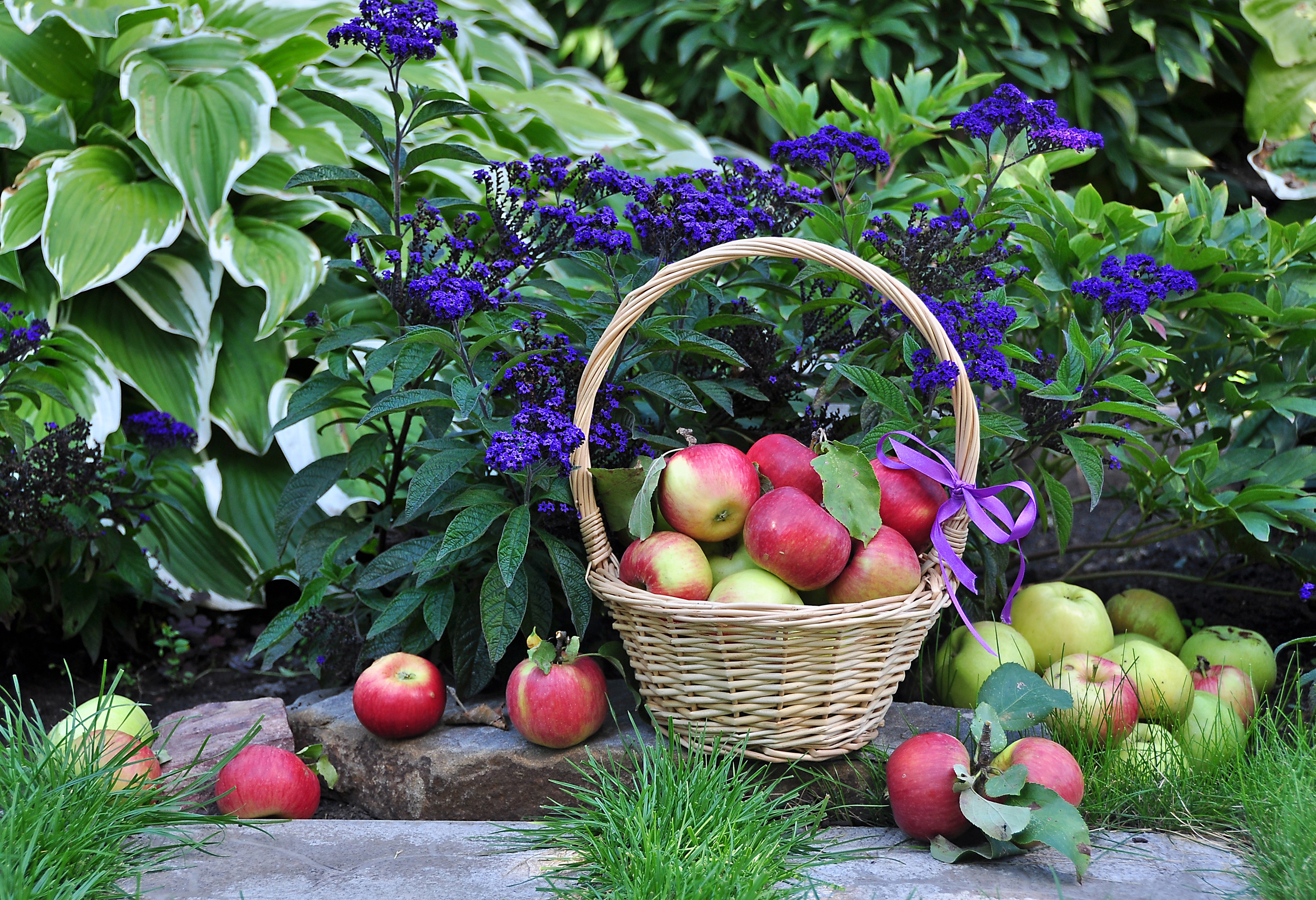 Обои цветы, растения, листья, фрукты, яблоки, корзина, плоды, flowers, plants, leaves, fruit, apples, basket разрешение 3000x2051 Загрузить