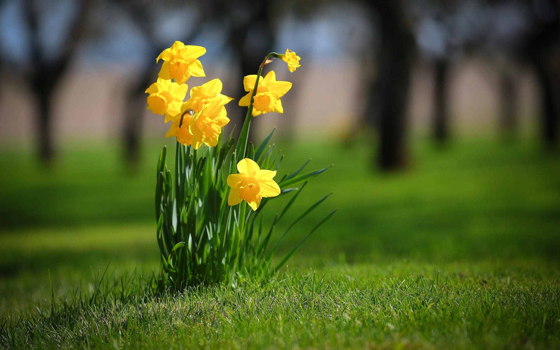 Обои цветы, трава, весна, нарциссы, flowers, grass, spring, daffodils разрешение 1920x1200 Загрузить