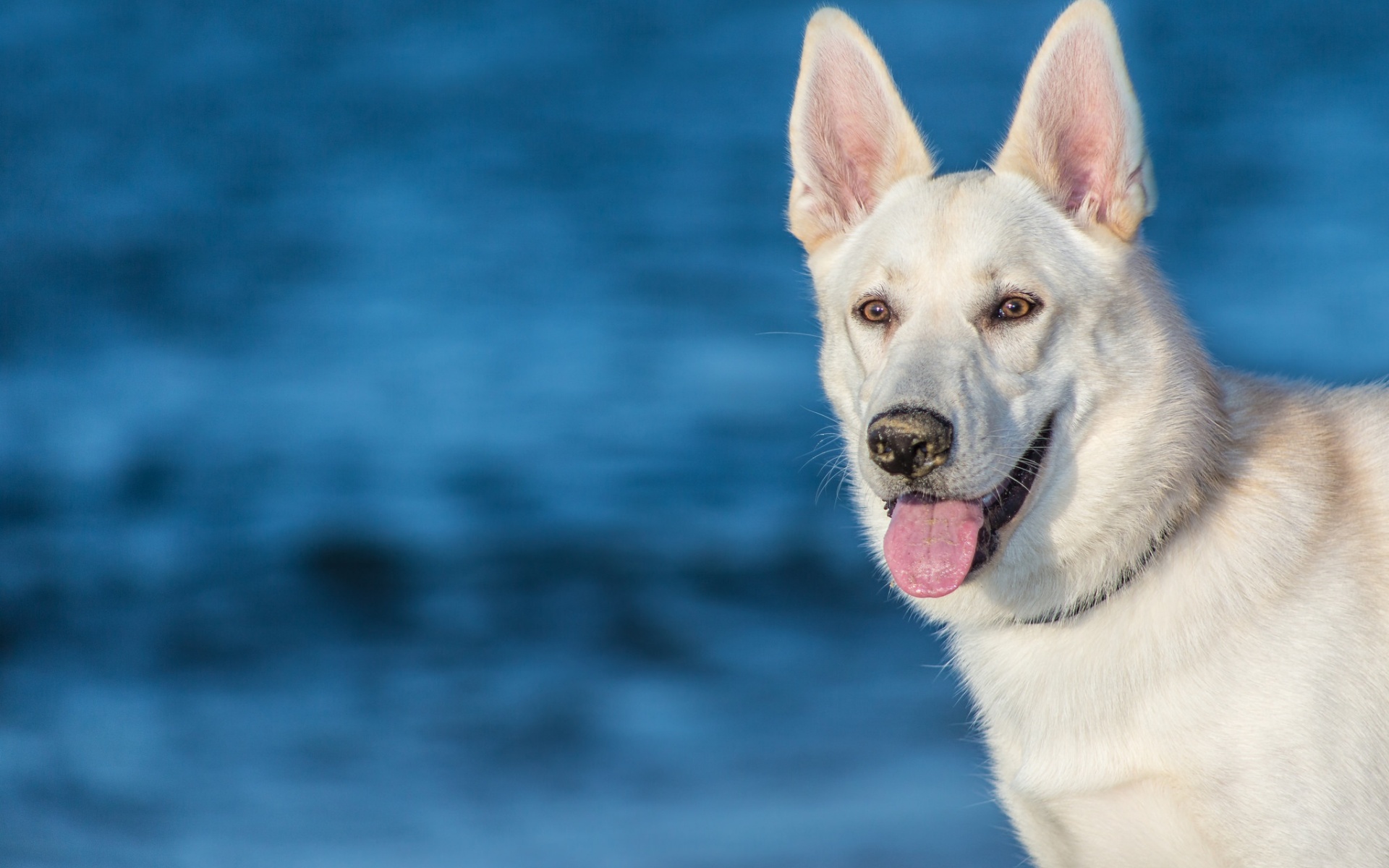 Обои морда, собака, язык, белая швейцарская овчарка, face, dog, language, the white swiss shepherd dog разрешение 1920x1200 Загрузить