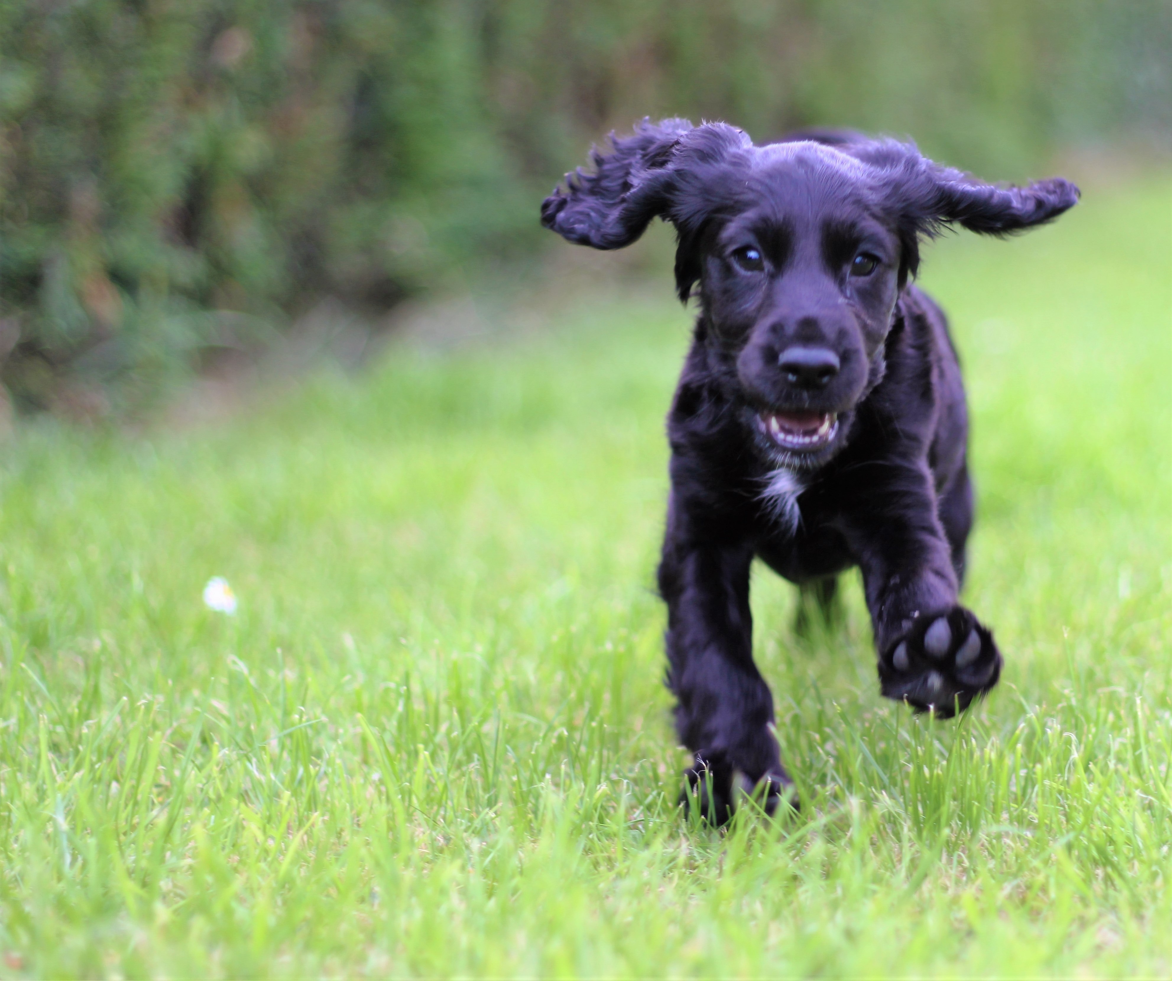 Обои трава, мордочка, взгляд, собака, щенок, кокер-спаниель, grass, muzzle, look, dog, puppy, cocker spaniel разрешение 3965x3317 Загрузить