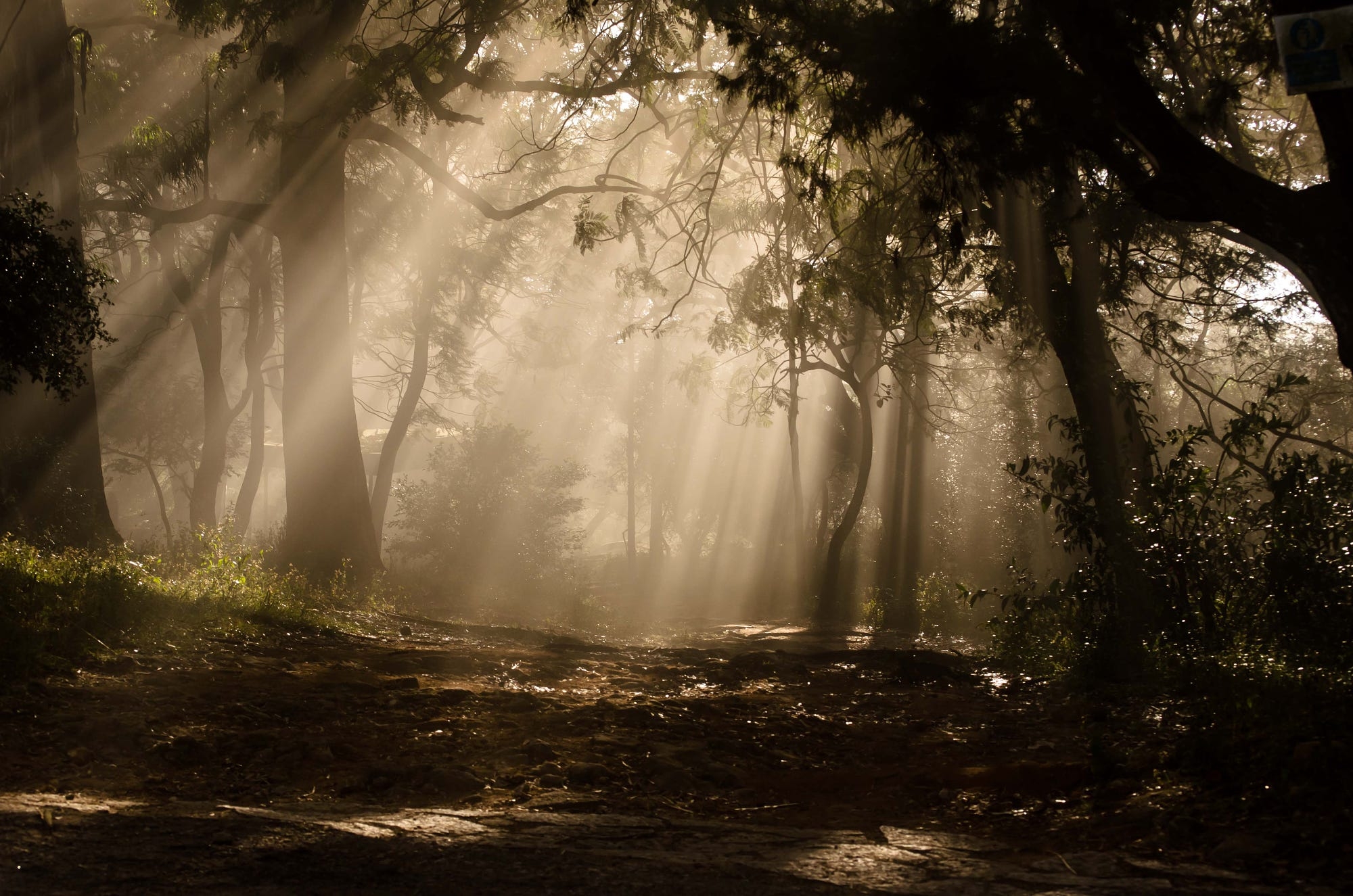 Обои деревья, растения, лес, солнечные лучи, trees, plants, forest, the sun's rays разрешение 2000x1325 Загрузить