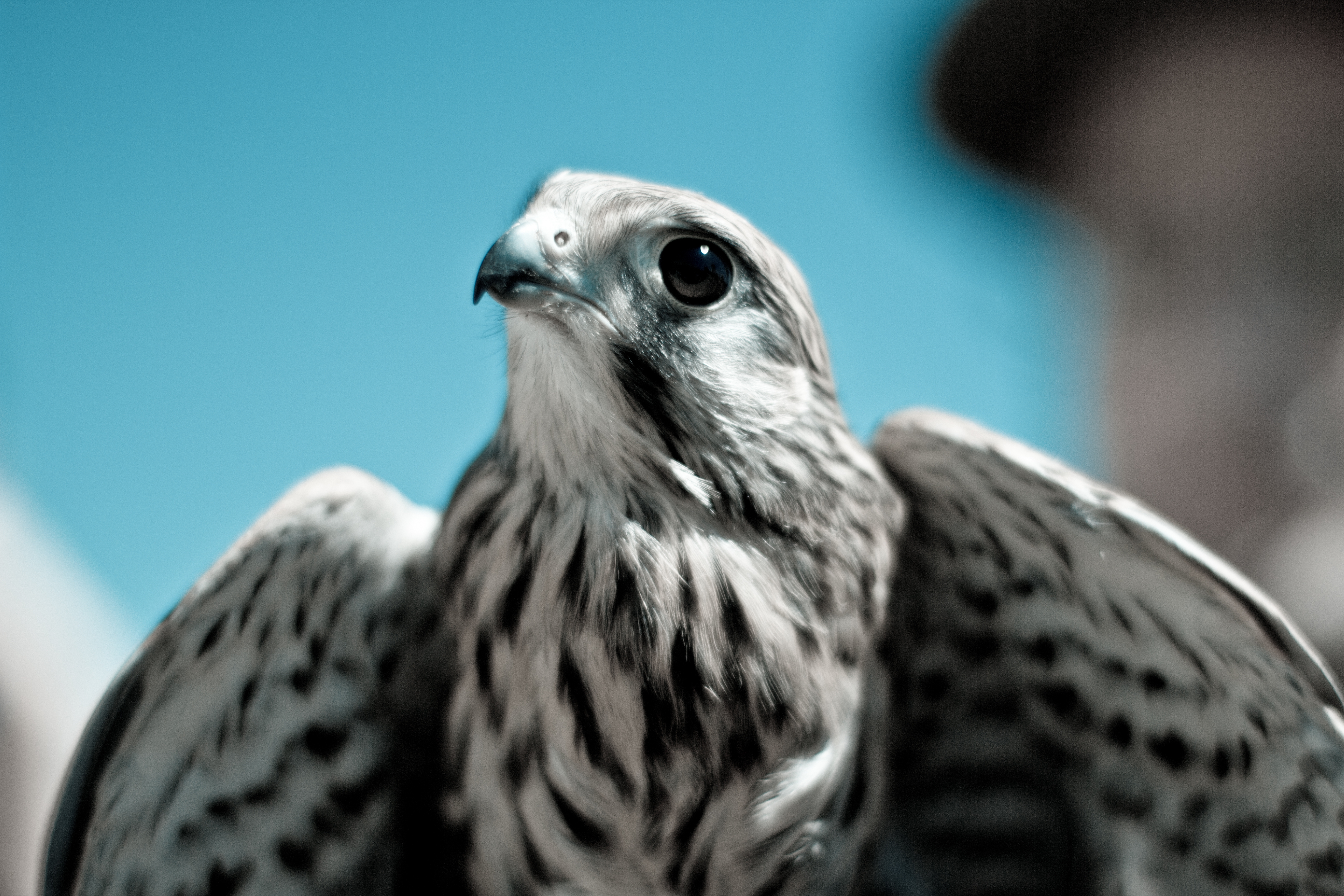 Обои небо, хищник, птица, клюв, перья, сокол, кречет, the sky, predator, bird, beak, feathers, falcon, merlin разрешение 5184x3456 Загрузить