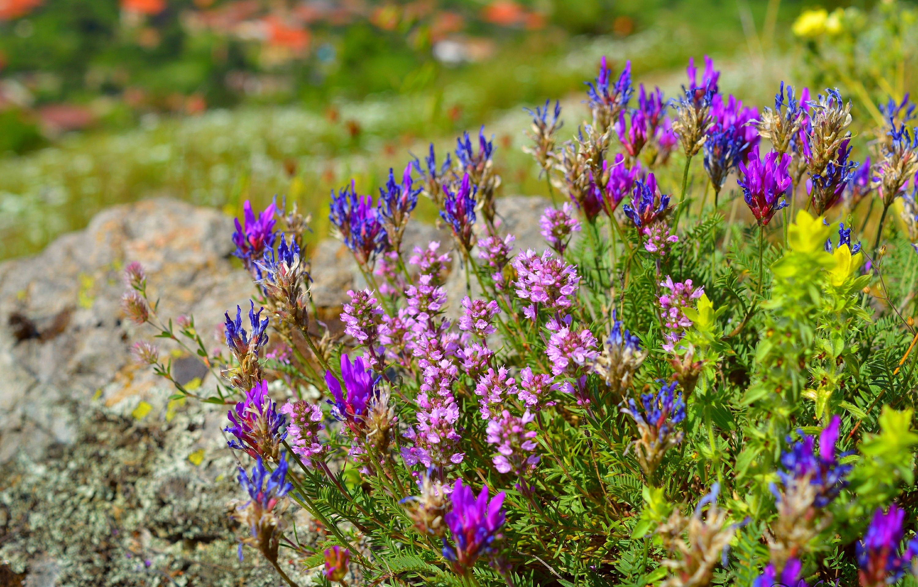 Обои цветы, цветение, весна, остролодочник, flowers, flowering, spring, oxytropis разрешение 3000x1920 Загрузить