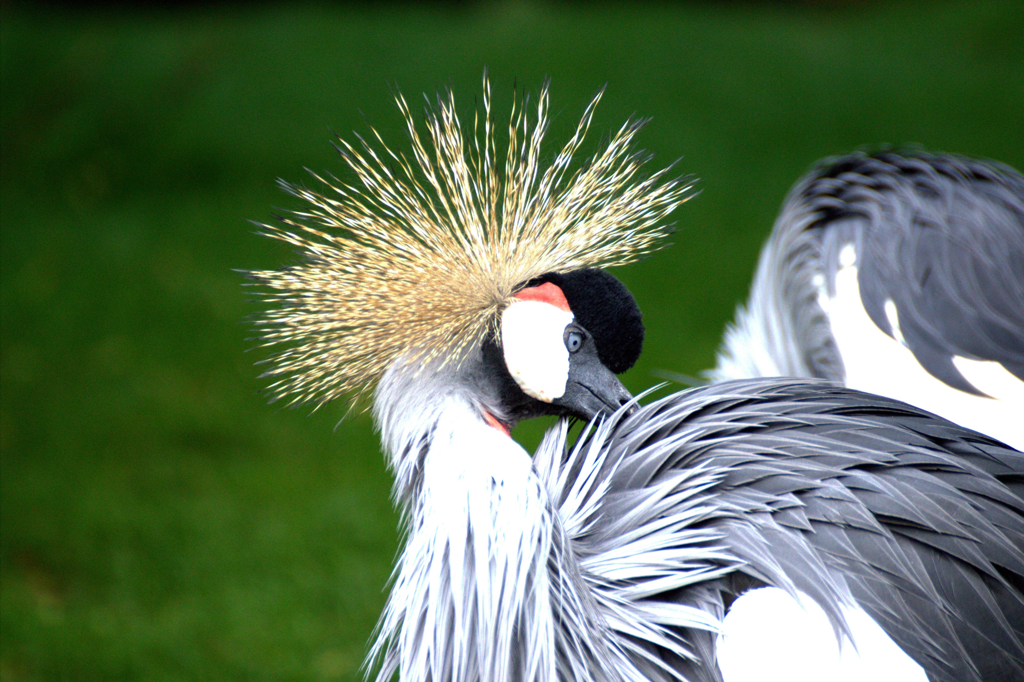 Обои птицы, птица, перья, журавль, венценосный журавль, birds, bird, feathers, crane, crowned crane разрешение 3465x2308 Загрузить