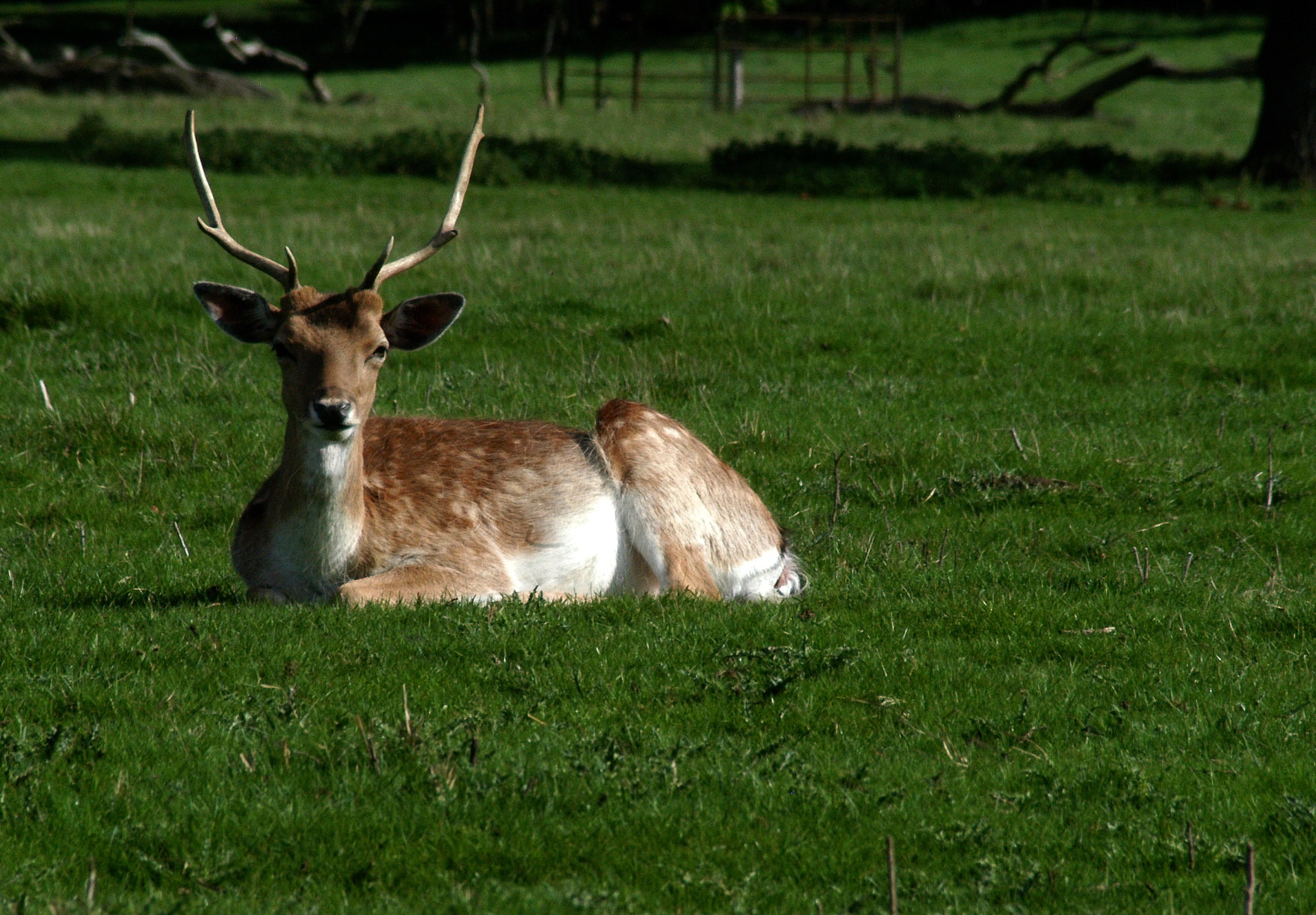 Обои трава, олень, парк, рога, белохвостый олень, grass, deer, park, horns, white-tailed deer разрешение 1920x1335 Загрузить