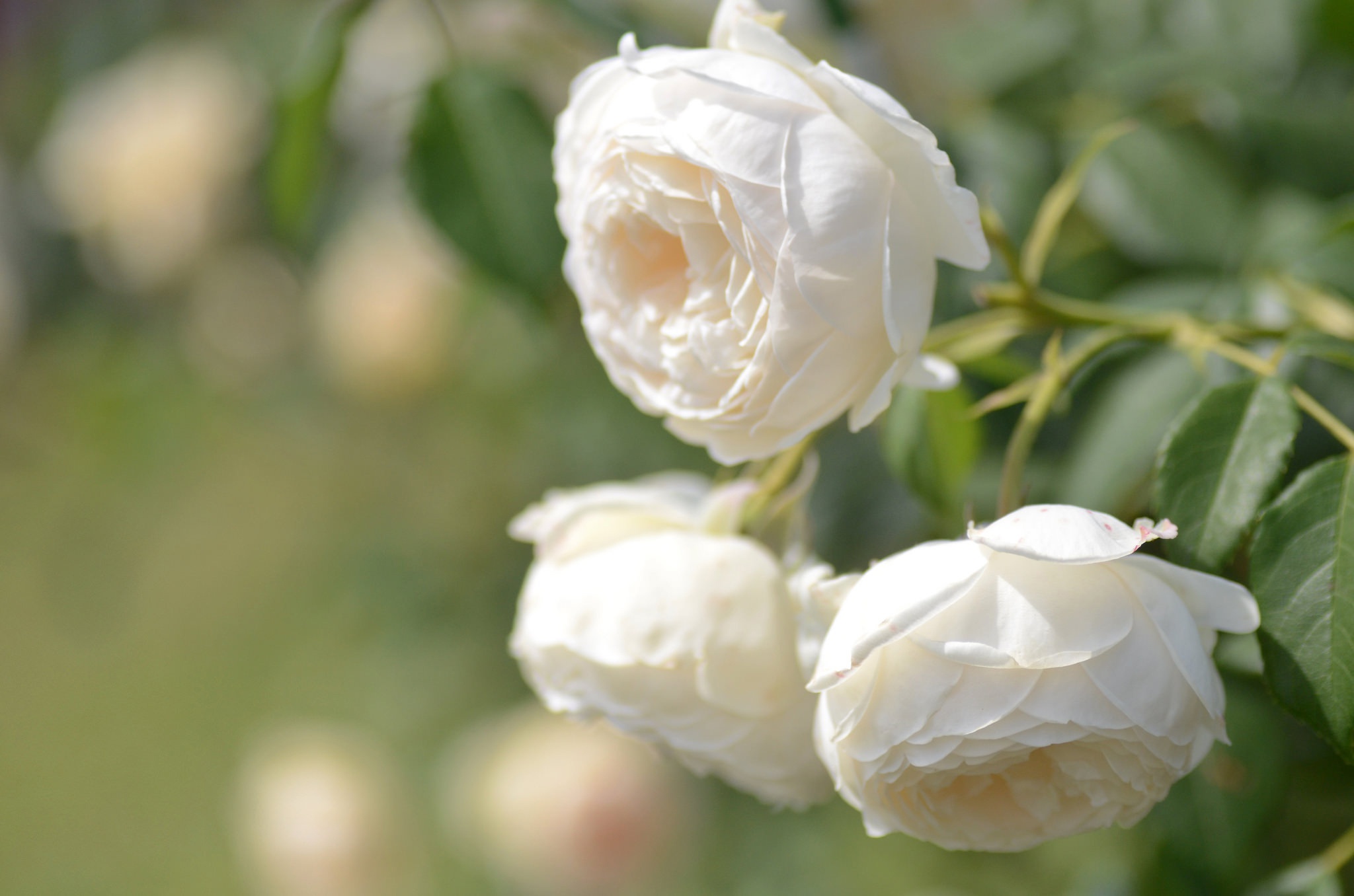 Обои бутоны, макро, розы, боке, белые розы, buds, macro, roses, bokeh, white roses разрешение 2048x1356 Загрузить