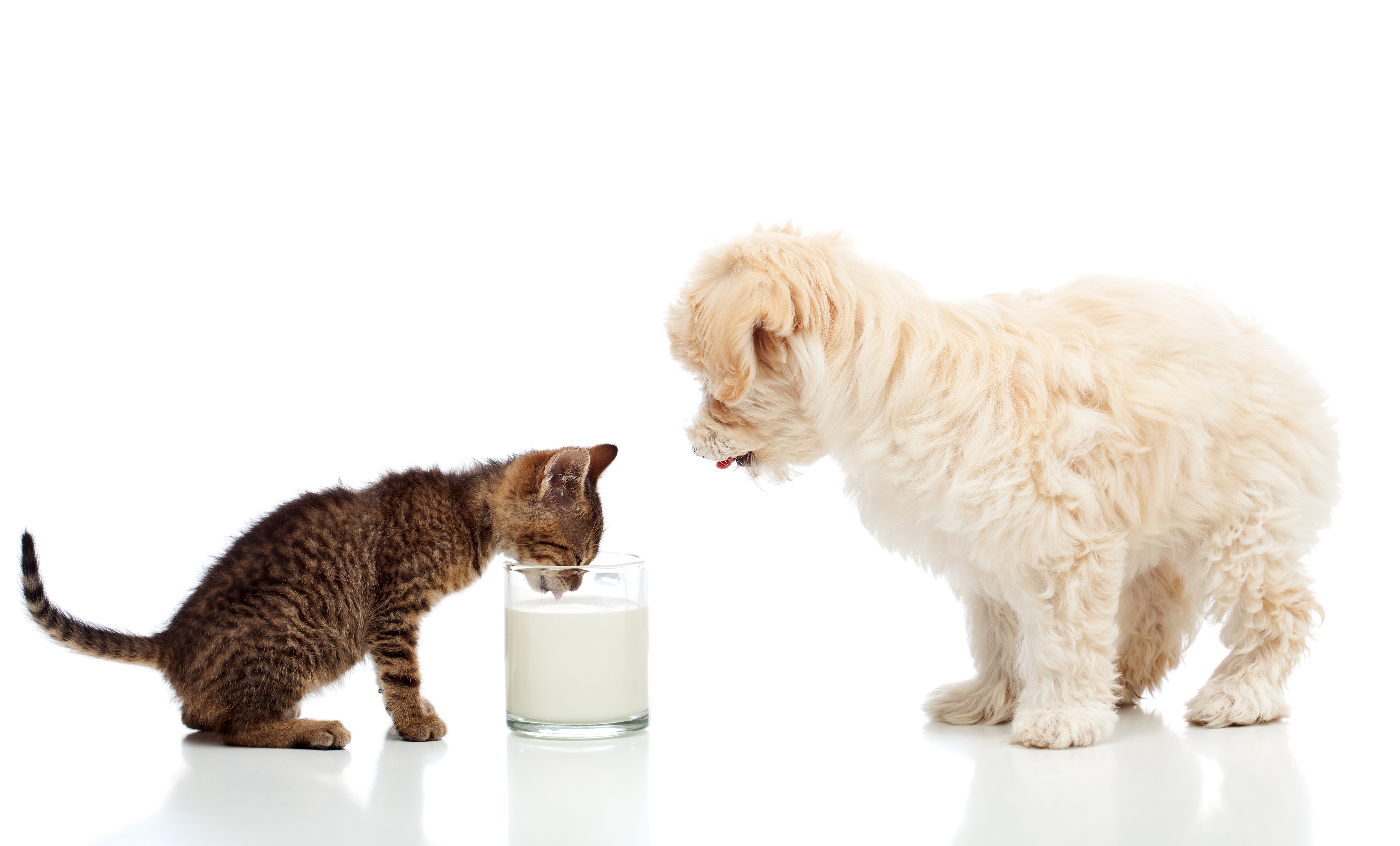 Обои мальтийская болонка, кошка, мальтезе, котенок, собака, щенок, белый фон, стакан, молоко, болонка, maltese, cat, kitty, dog, puppy, white background, glass, milk, lapdog разрешение 5616x3392 Загрузить