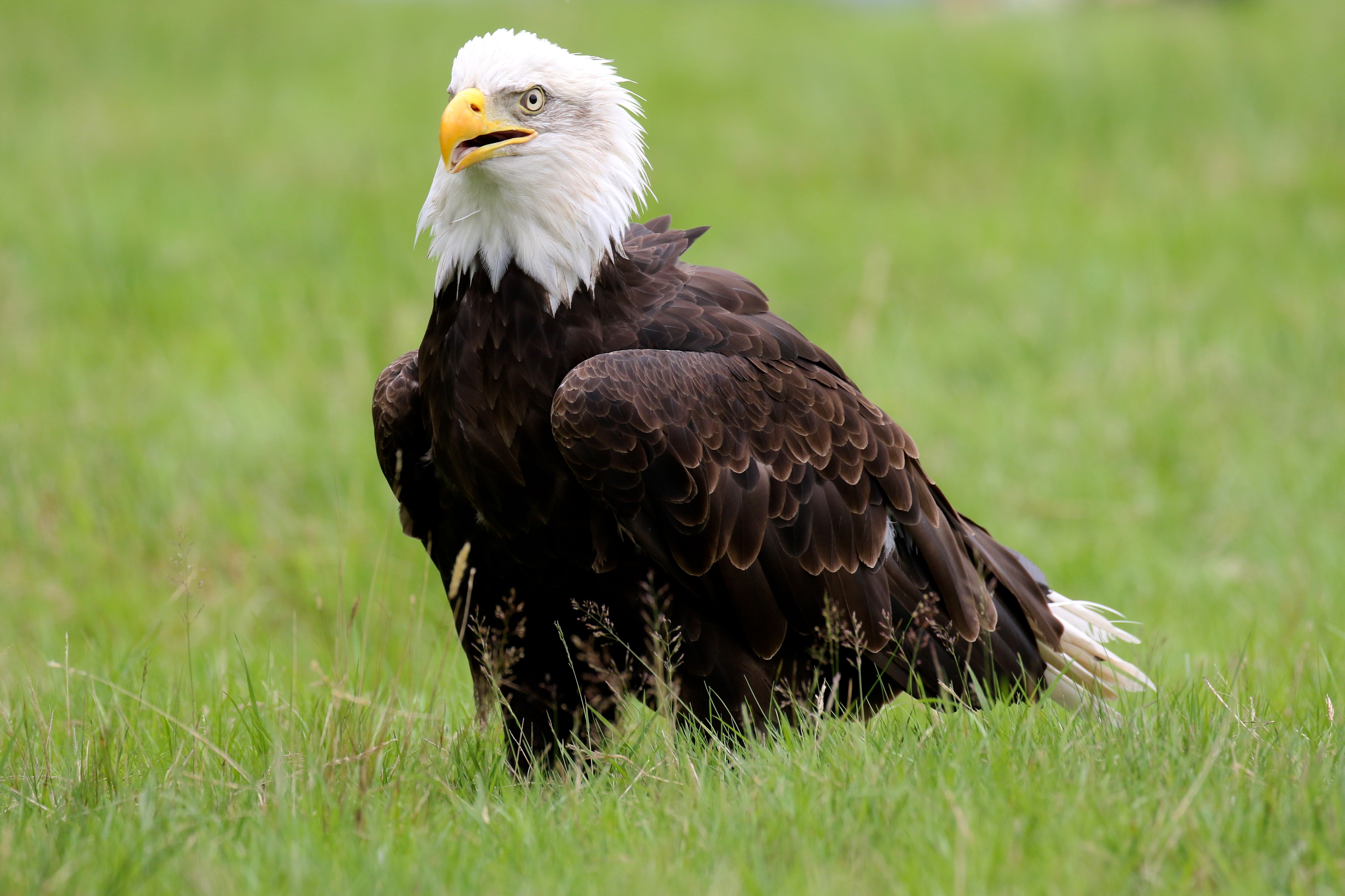 Обои трава, птица, клюв, белоголовый орлан, grass, bird, beak, bald eagle разрешение 5090x3393 Загрузить