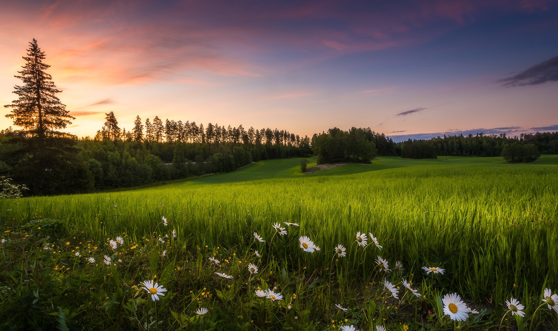 Обои цветы, трава, лето, луг, ромашки, финляндия, teisko, flowers, grass, summer, meadow, chamomile, finland разрешение 1920x1138 Загрузить