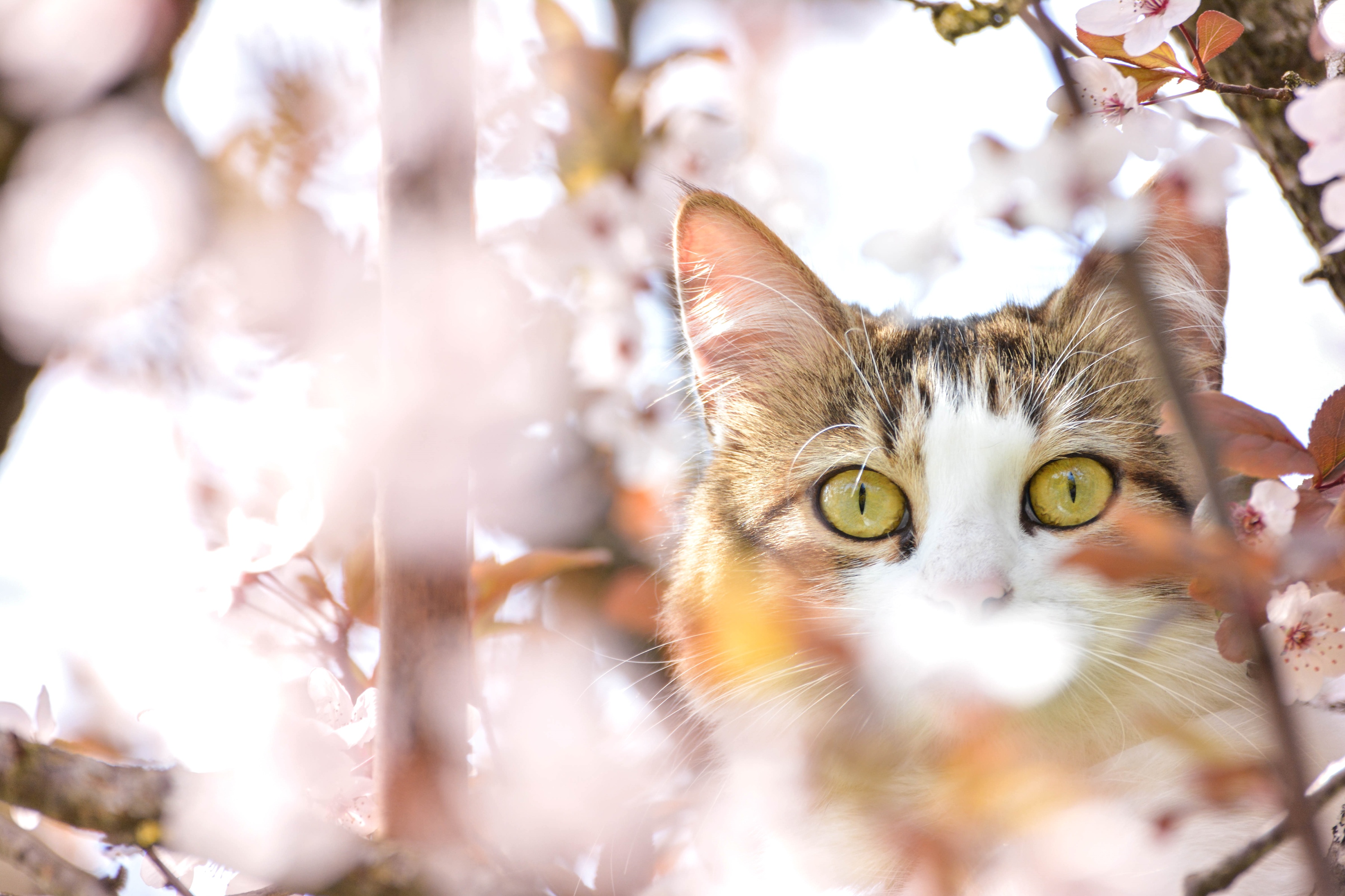 Обои глаза, дерево, кот, мордочка, усы, кошка, взгляд, весна, вишня, cherry, eyes, tree, cat, muzzle, mustache, look, spring разрешение 3600x2400 Загрузить
