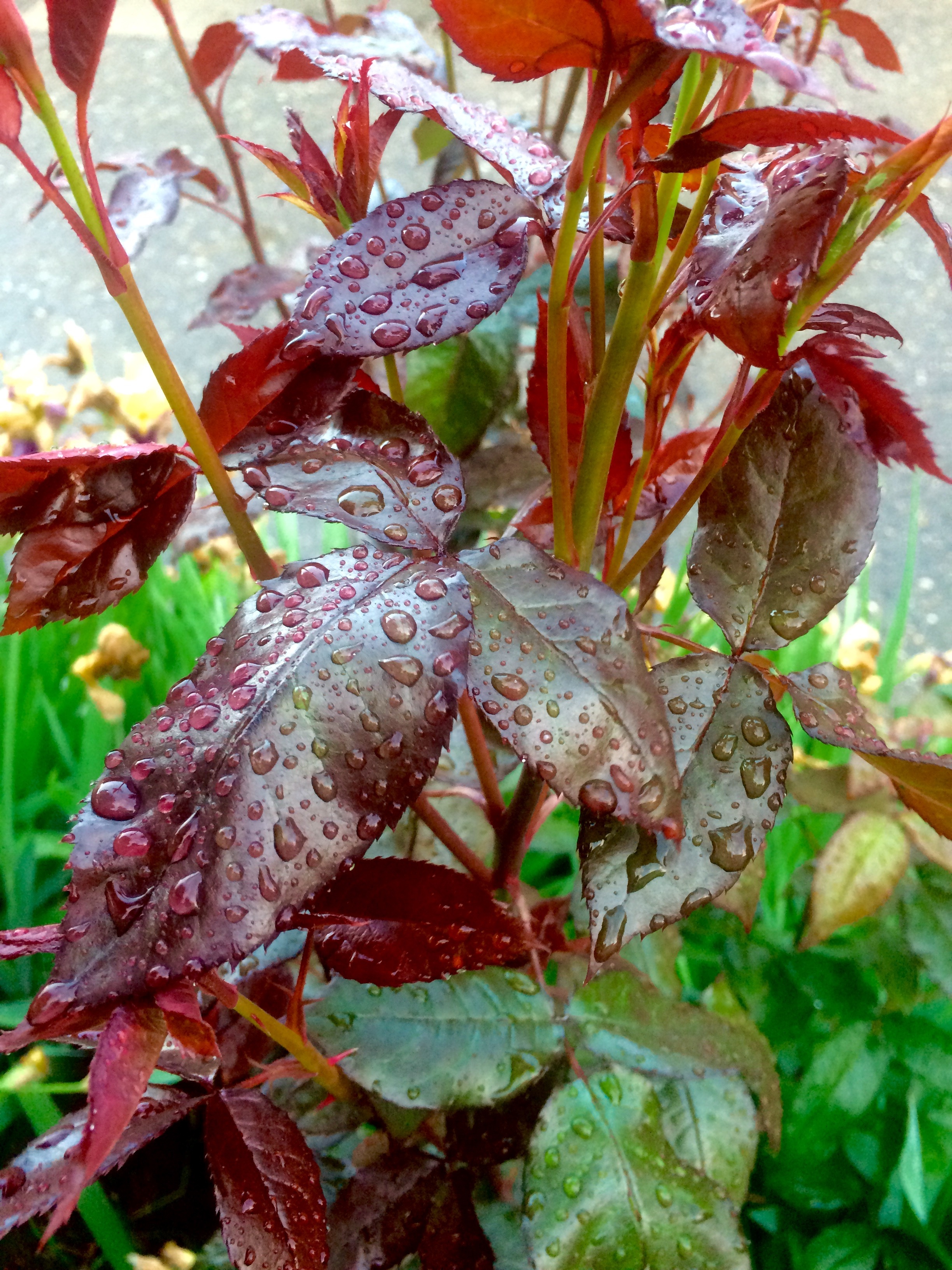 Обои листья, капли, капли воды, после дождя, leaves, drops, water drops, after the rain разрешение 2448x3264 Загрузить