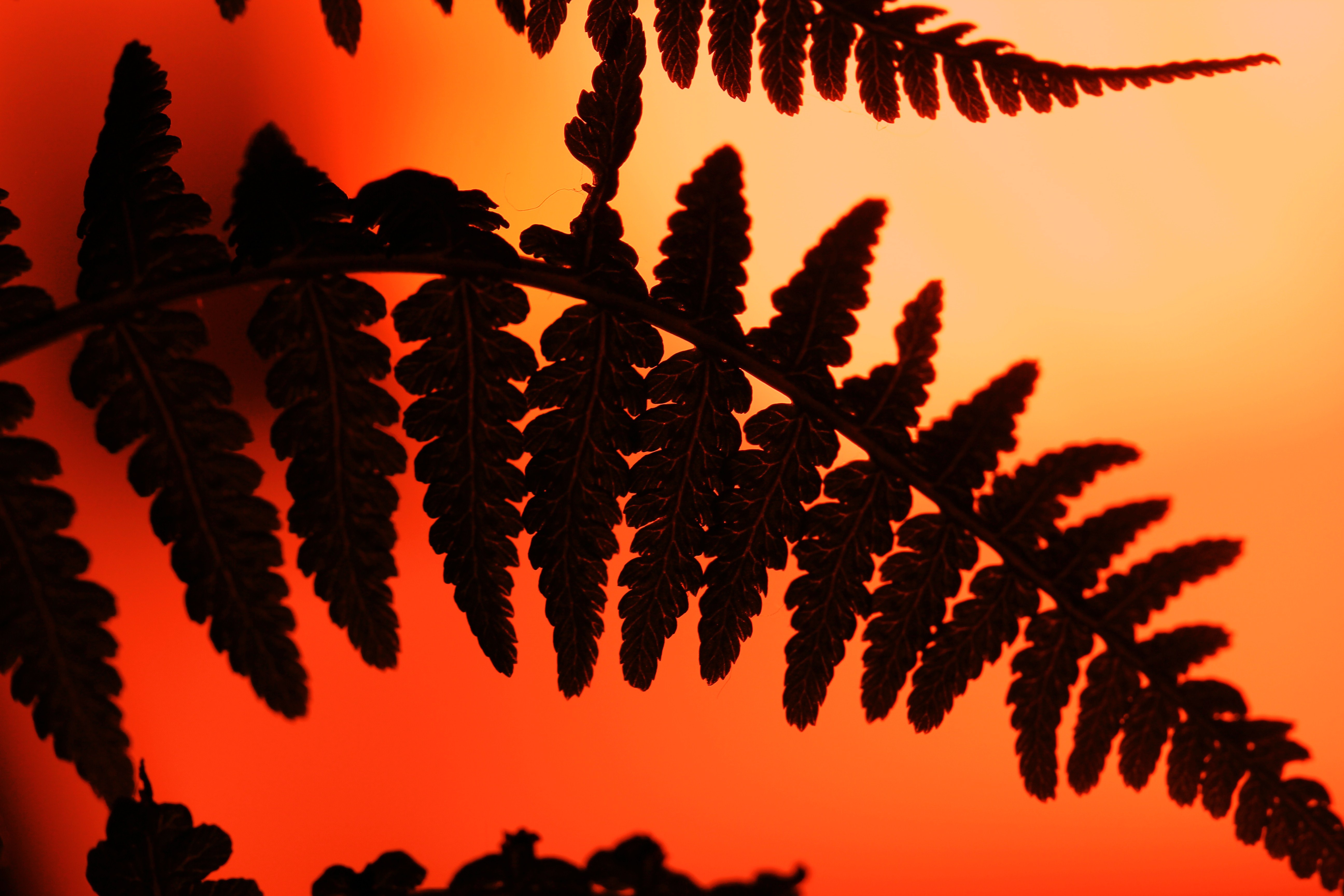 Обои природа, листья, силуэт, растение, папоротник, nature, leaves, silhouette, plant, fern разрешение 5184x3456 Загрузить