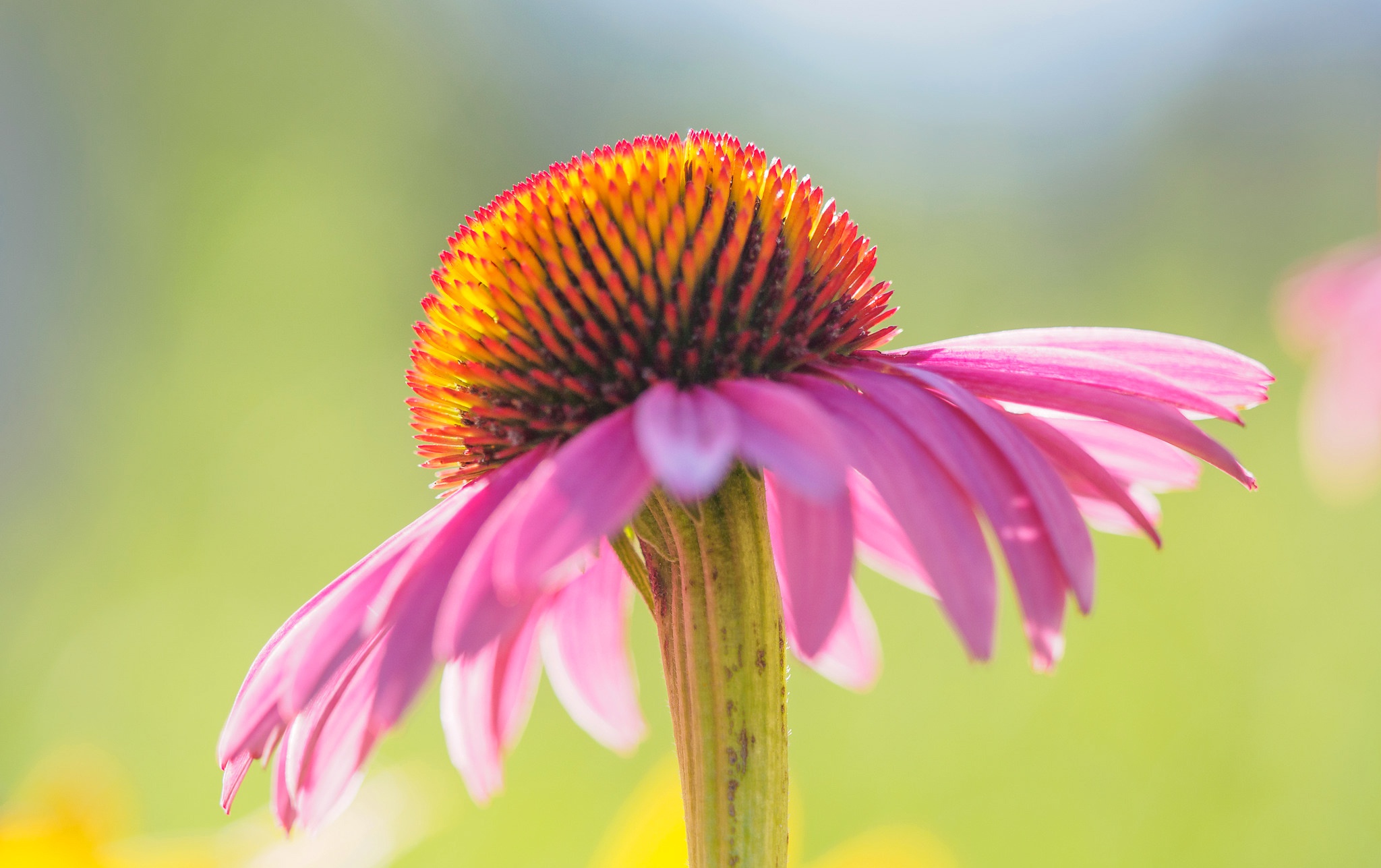 Обои цветок, лепестки, эхинацея, flower, petals, echinacea разрешение 2048x1287 Загрузить