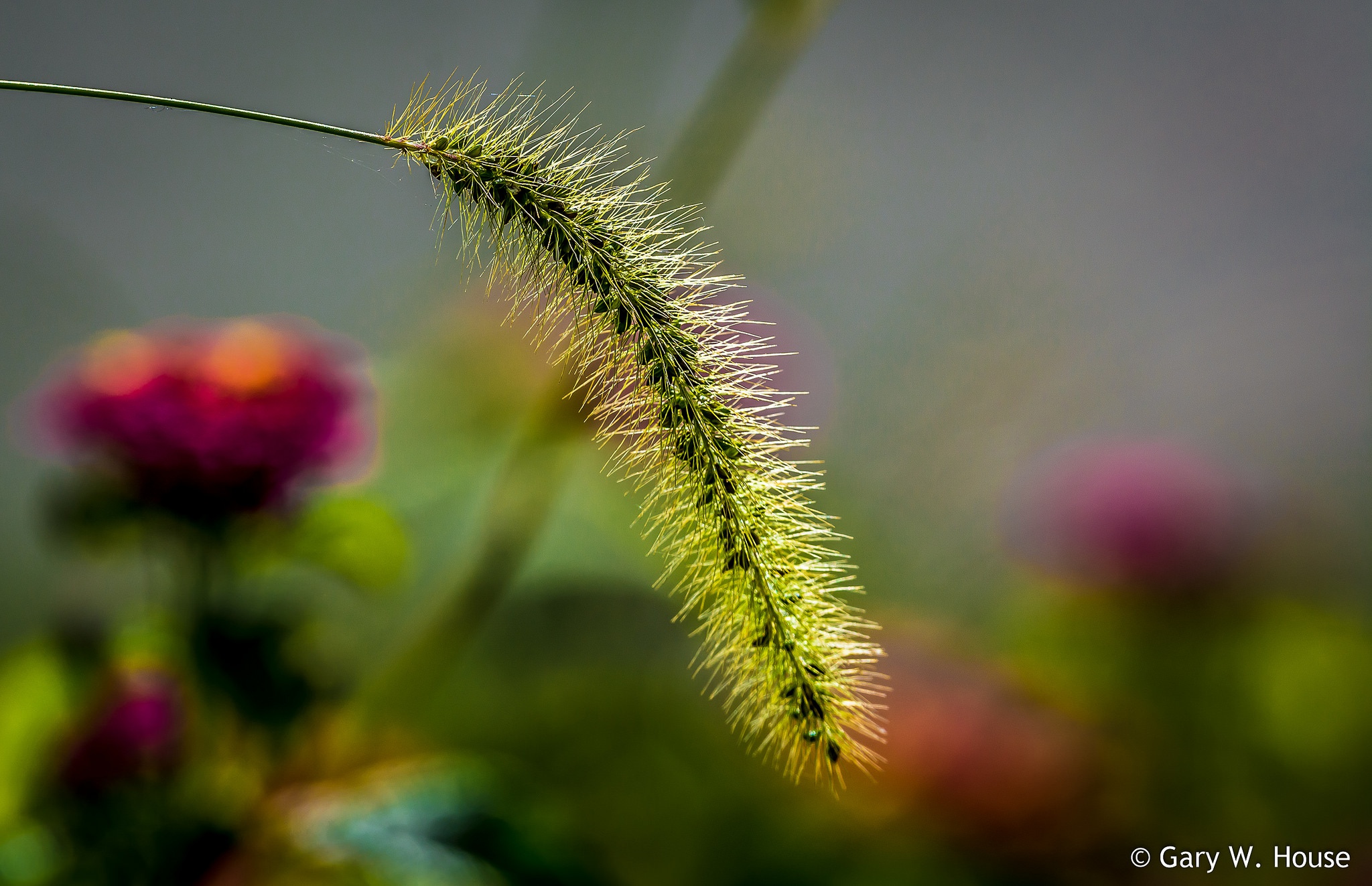 Обои природа, макро, колосок, боке, травинка, nature, macro, spike, bokeh, a blade of grass разрешение 2048x1323 Загрузить