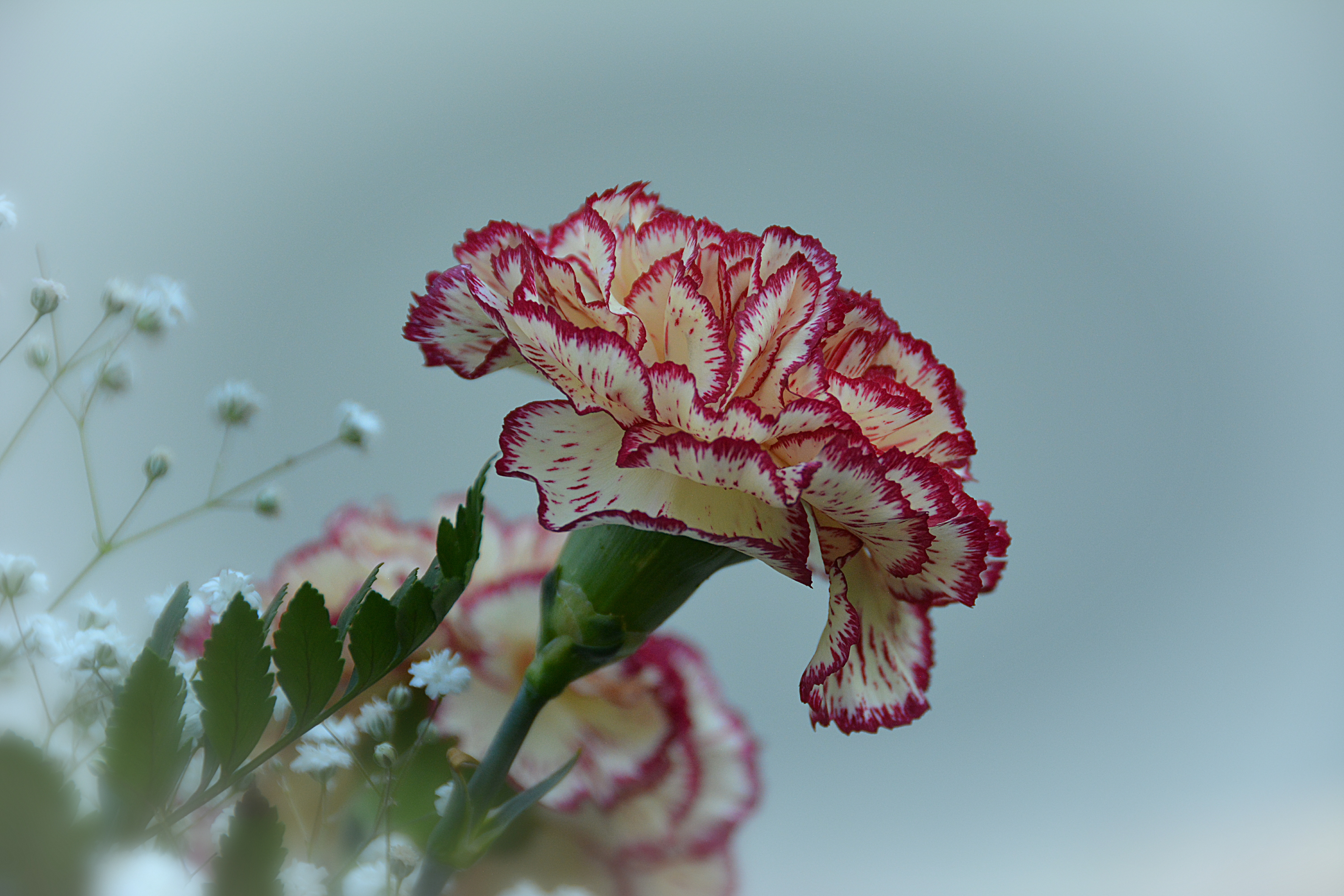 Обои цветы, цветок, гвоздика, гипсофила, flowers, flower, carnation, gypsophila разрешение 6000x4000 Загрузить