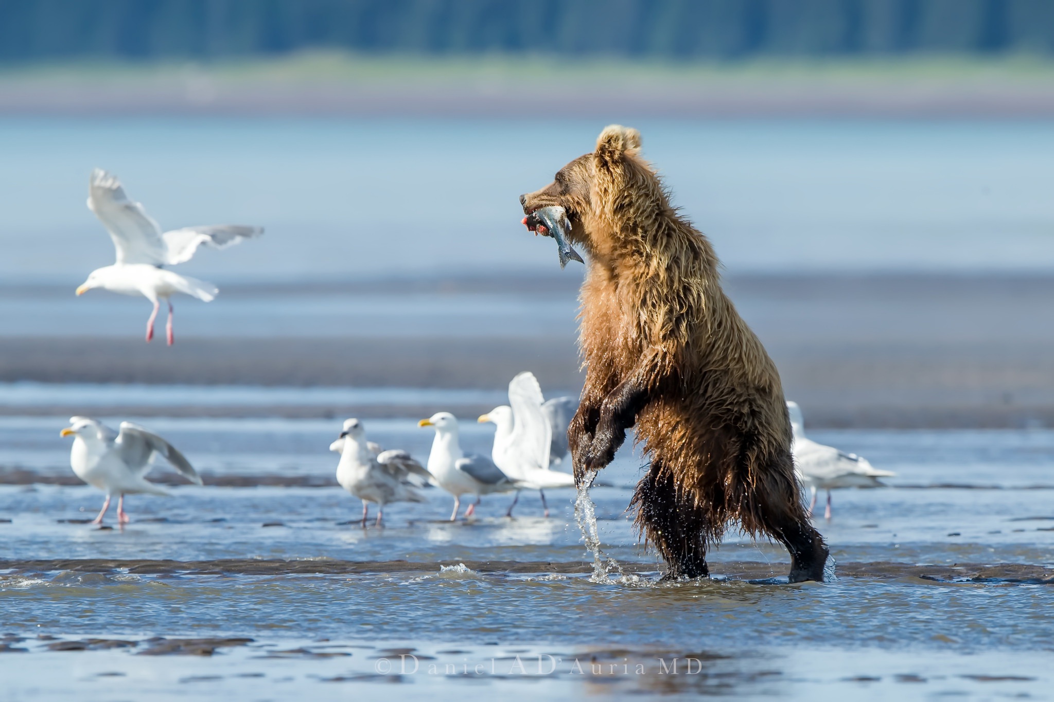 Обои вода, река, медведь, птицы, чайки, рыба, water, river, bear, birds, seagulls, fish разрешение 2048x1365 Загрузить