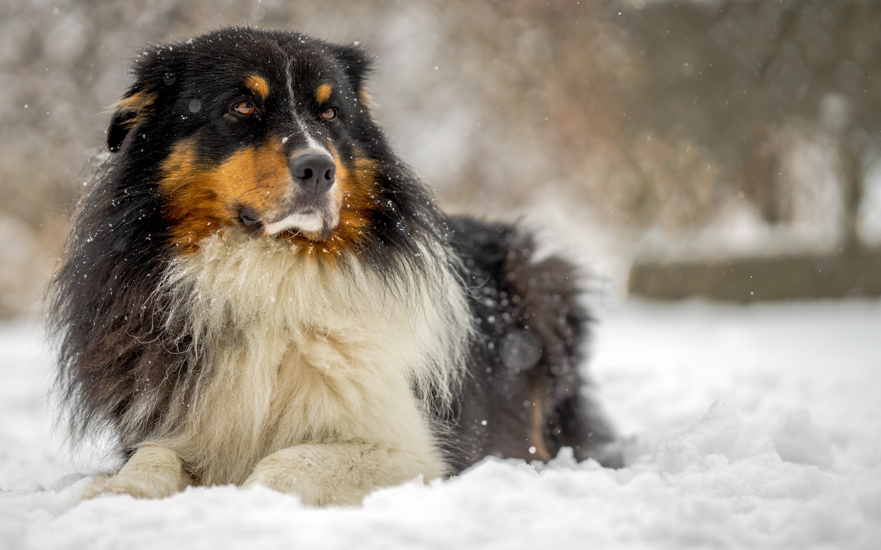 Обои собака, австралийская овчарка, аусси, dog, australian shepherd, aussie разрешение 2880x1800 Загрузить