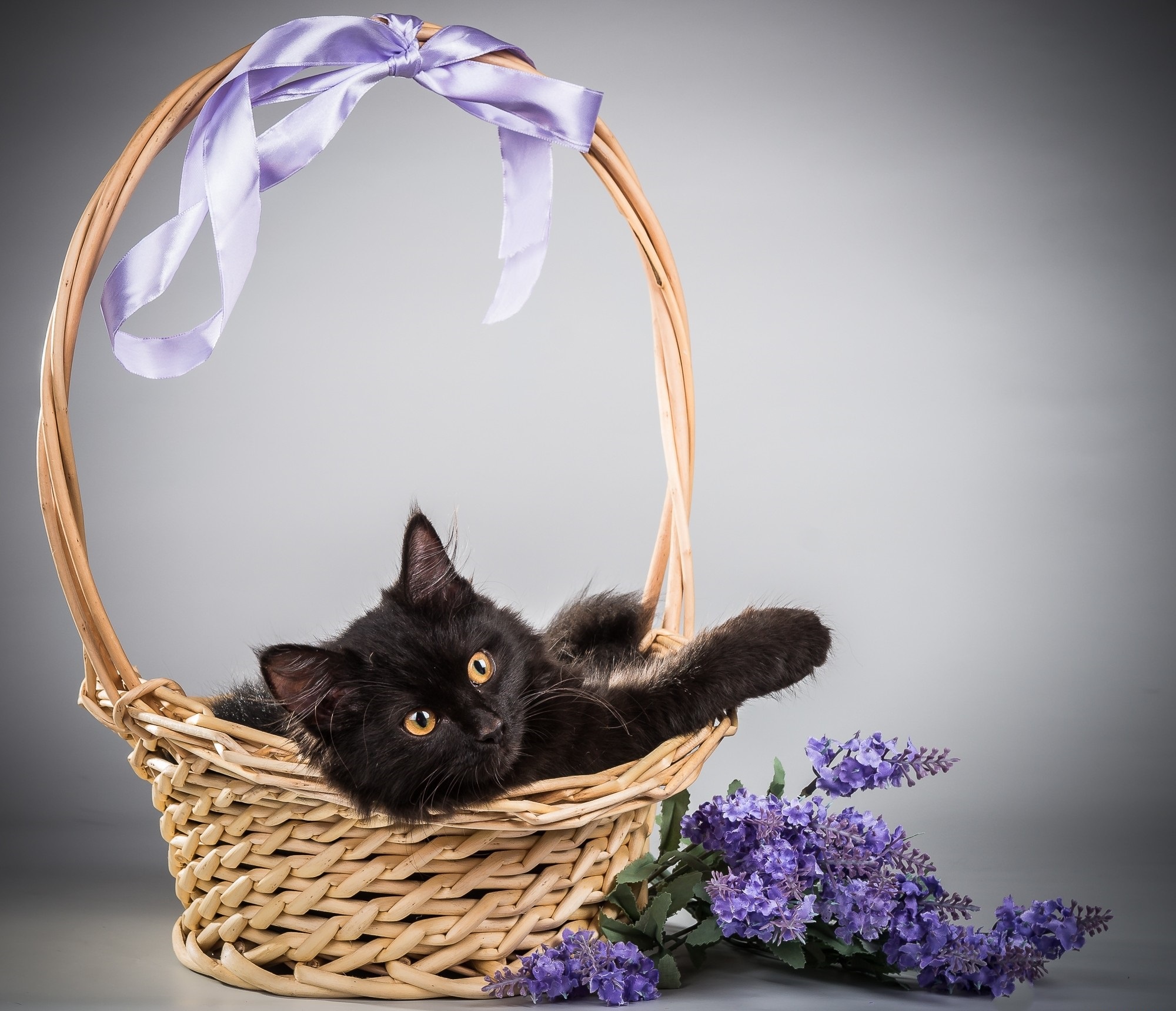 Обои цветы, фон, кот, кошка, корзина, сирень, flowers, background, cat, basket, lilac разрешение 2000x1720 Загрузить