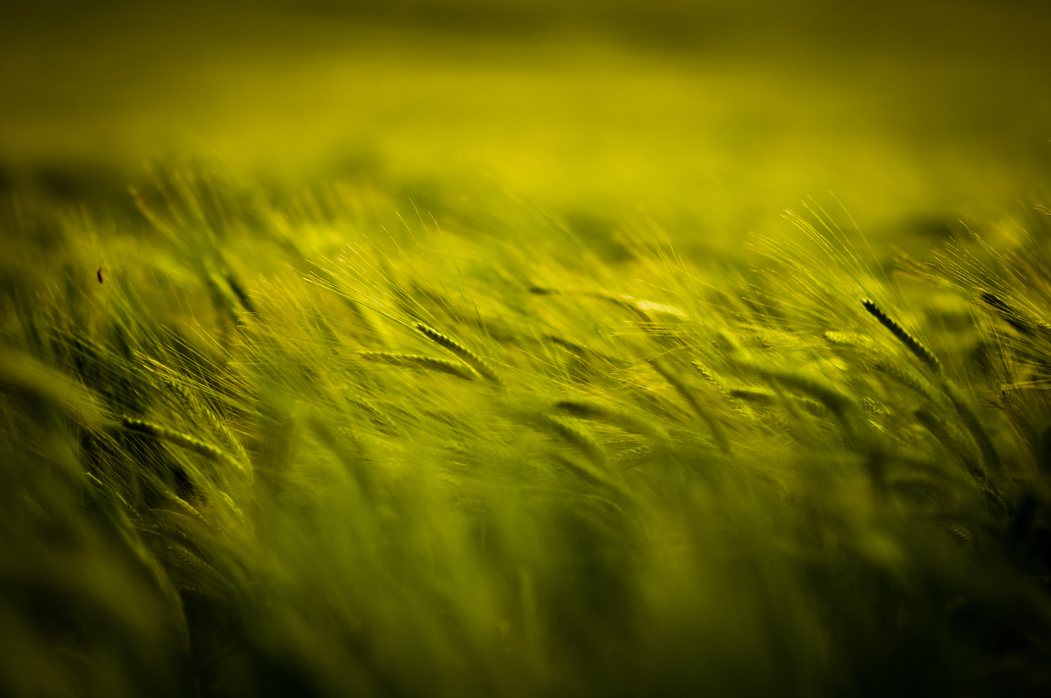 Обои природа, растения, поле, размытость, колосья, пшеница, nature, plants, field, blur, ears, wheat разрешение 2048x1360 Загрузить