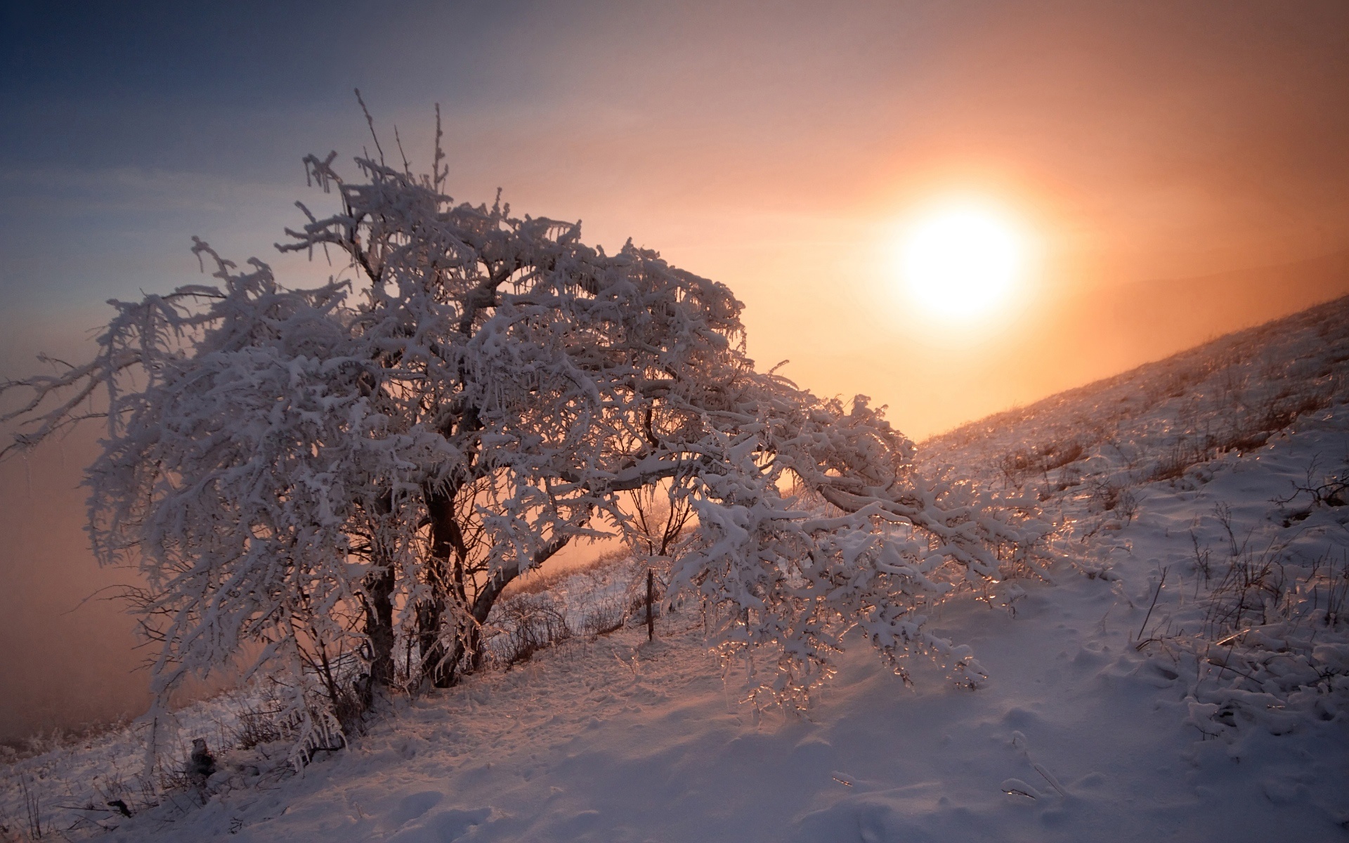 Обои снег, природа, дерево, закат, зима, егор никифоров, snow, nature, tree, sunset, winter, egor nikiforov разрешение 1920x1200 Загрузить