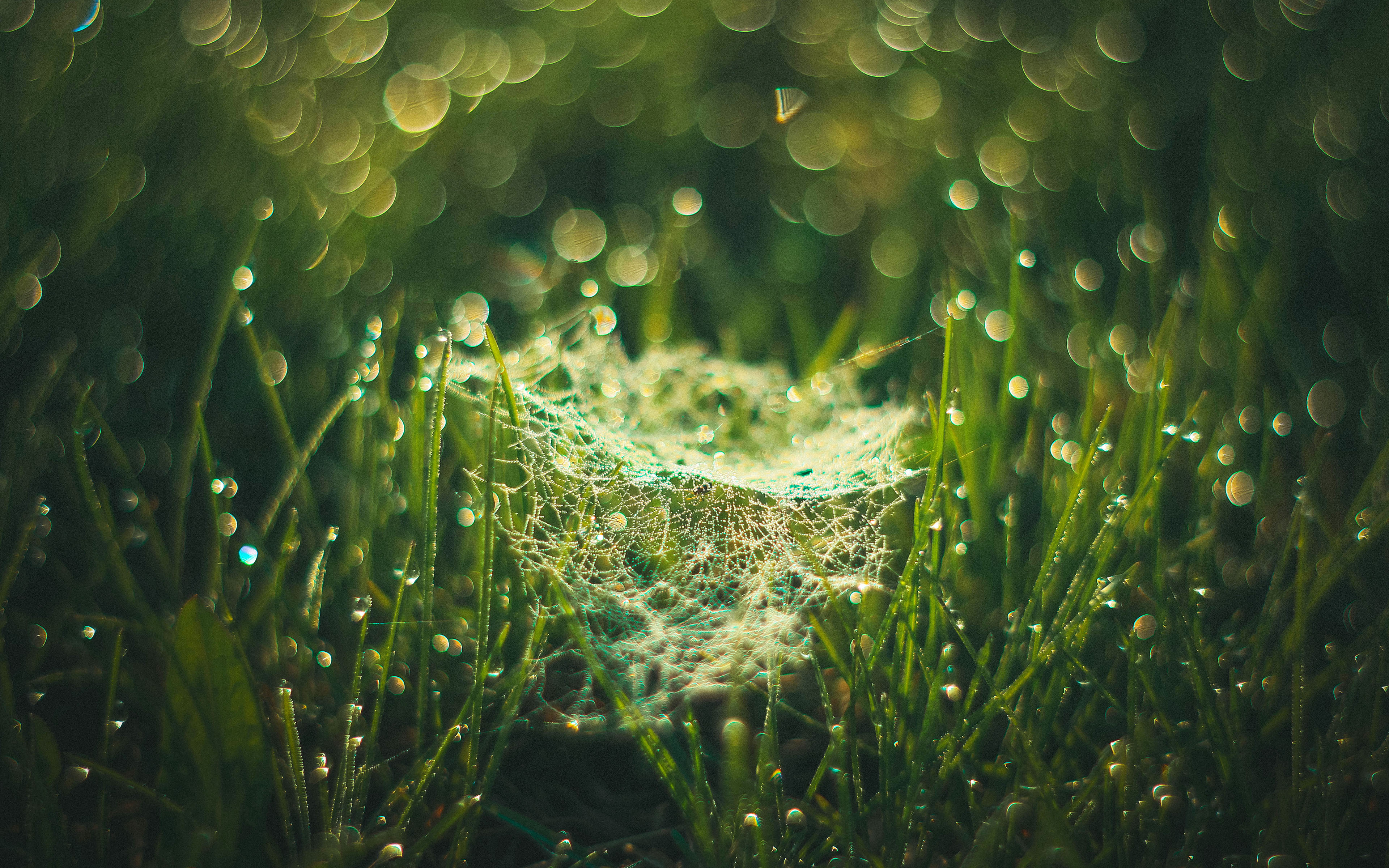 Обои трава, evgenia frolova, макро, утро, роса, капли, паутина, боке, паутинка, grass, macro, morning, rosa, drops, web, bokeh, gossamer разрешение 3840x2400 Загрузить