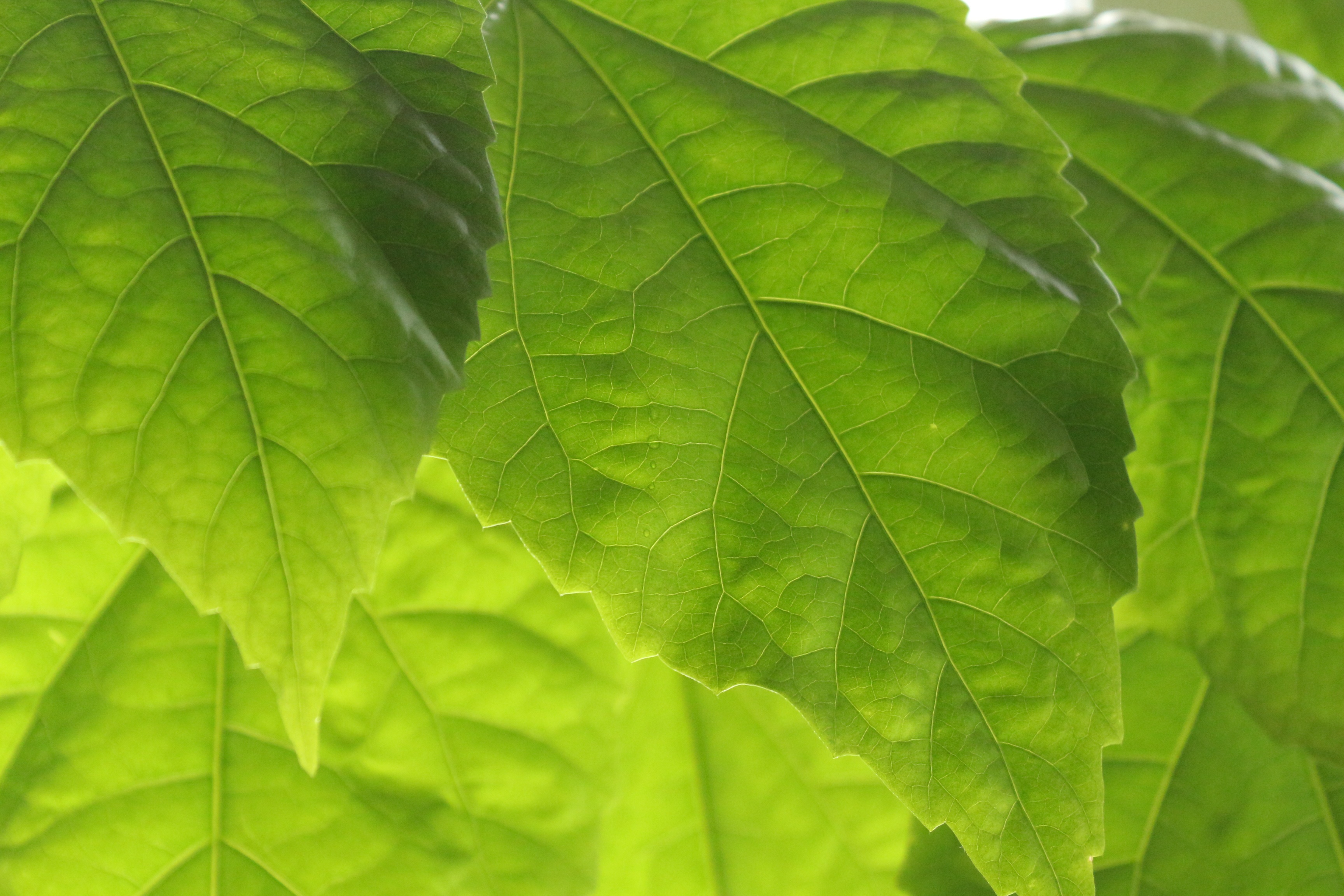 Обои листья, прожилки, весна, зеленые листья, крупным планом, leaves, veins, spring, green leaves, closeup разрешение 3456x2304 Загрузить