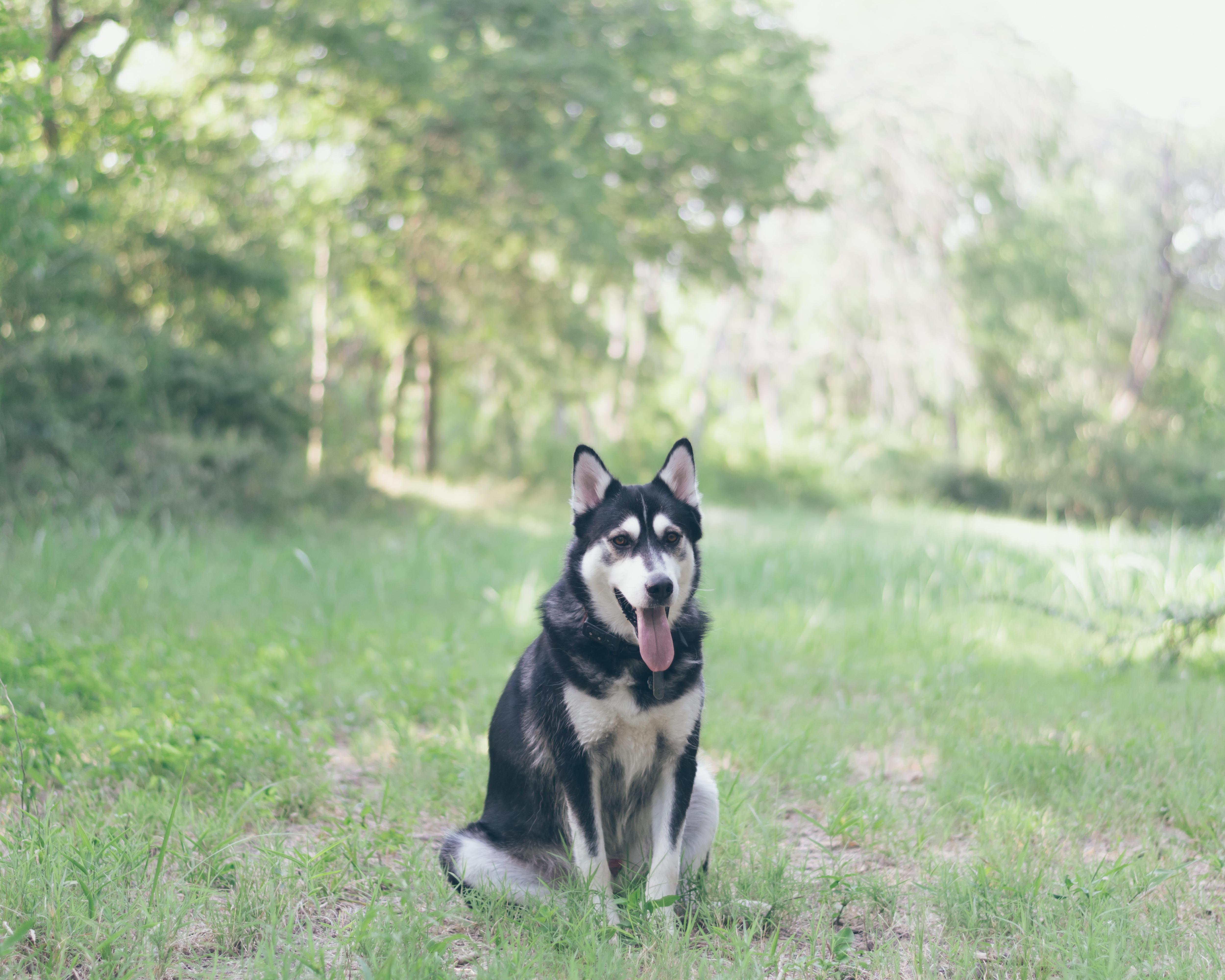 Обои трава, мордочка, взгляд, собака, хаски, язык, grass, muzzle, look, dog, husky, language разрешение 5000x4000 Загрузить