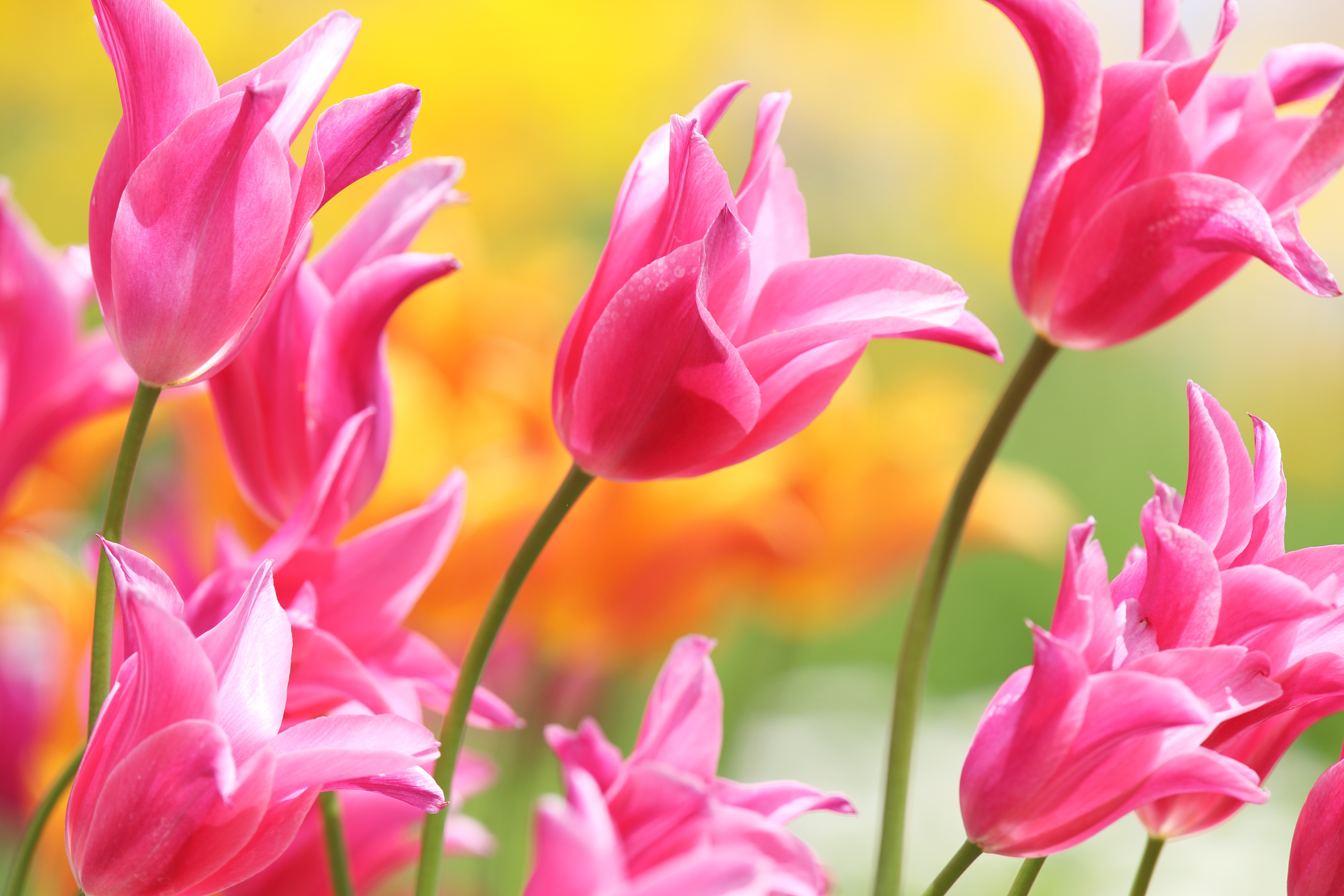Обои цветы, бутоны, лепестки, весна, тюльпаны, розовые, flowers, buds, petals, spring, tulips, pink разрешение 5184x3456 Загрузить