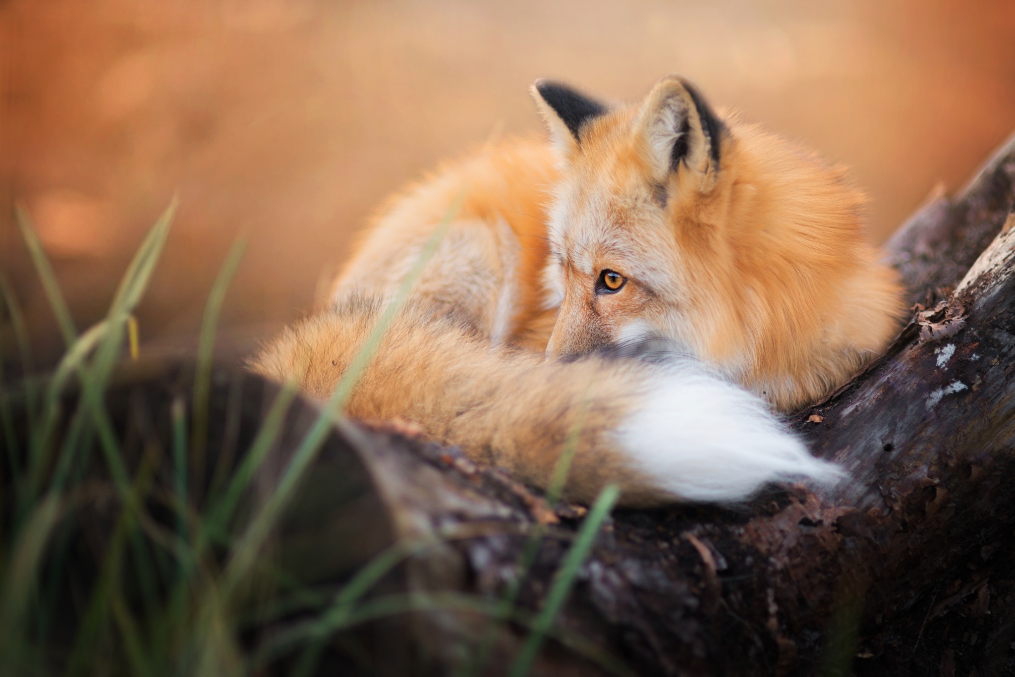 Обои лиса, хищник, лисица, животное, хвост, fox, predator, animal, tail разрешение 2048x1366 Загрузить
