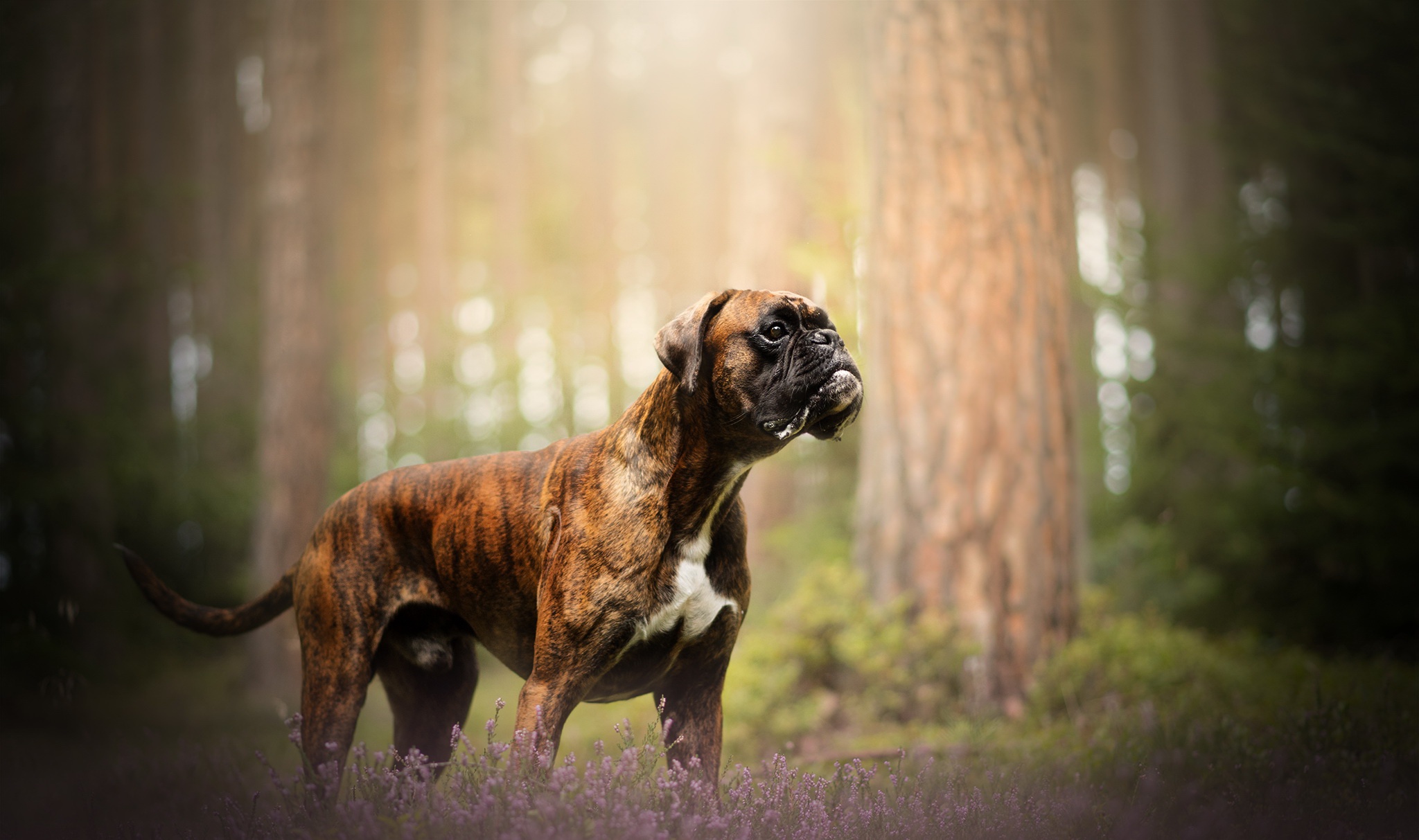 Обои природа, собака, друг, боксер, nature, dog, each, boxer разрешение 2048x1213 Загрузить