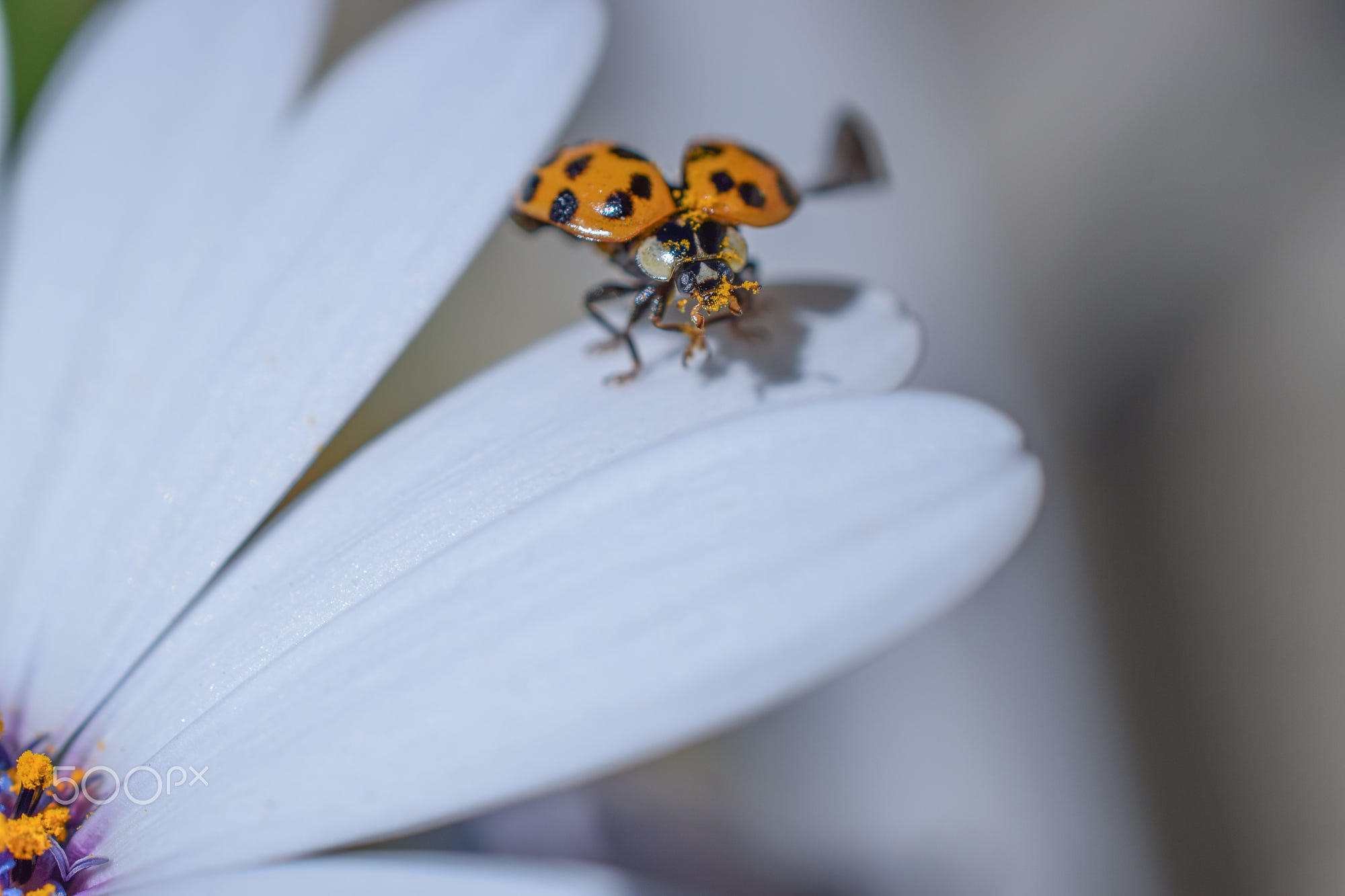 Обои жук, насекомое, цветок, лепестки, божья коровка, гербера, aylin in the dropland, beetle, insect, flower, petals, ladybug, gerbera разрешение 2000x1333 Загрузить