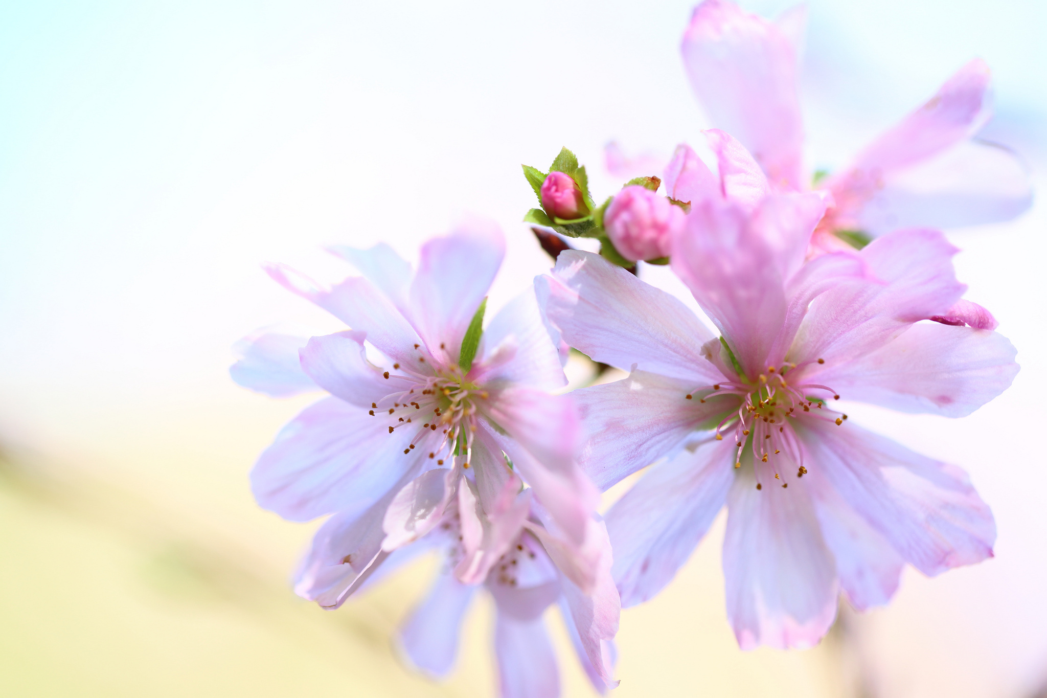 Обои цветы, цветение, бутоны, фон, весна, flowers, flowering, buds, background, spring разрешение 2048x1365 Загрузить