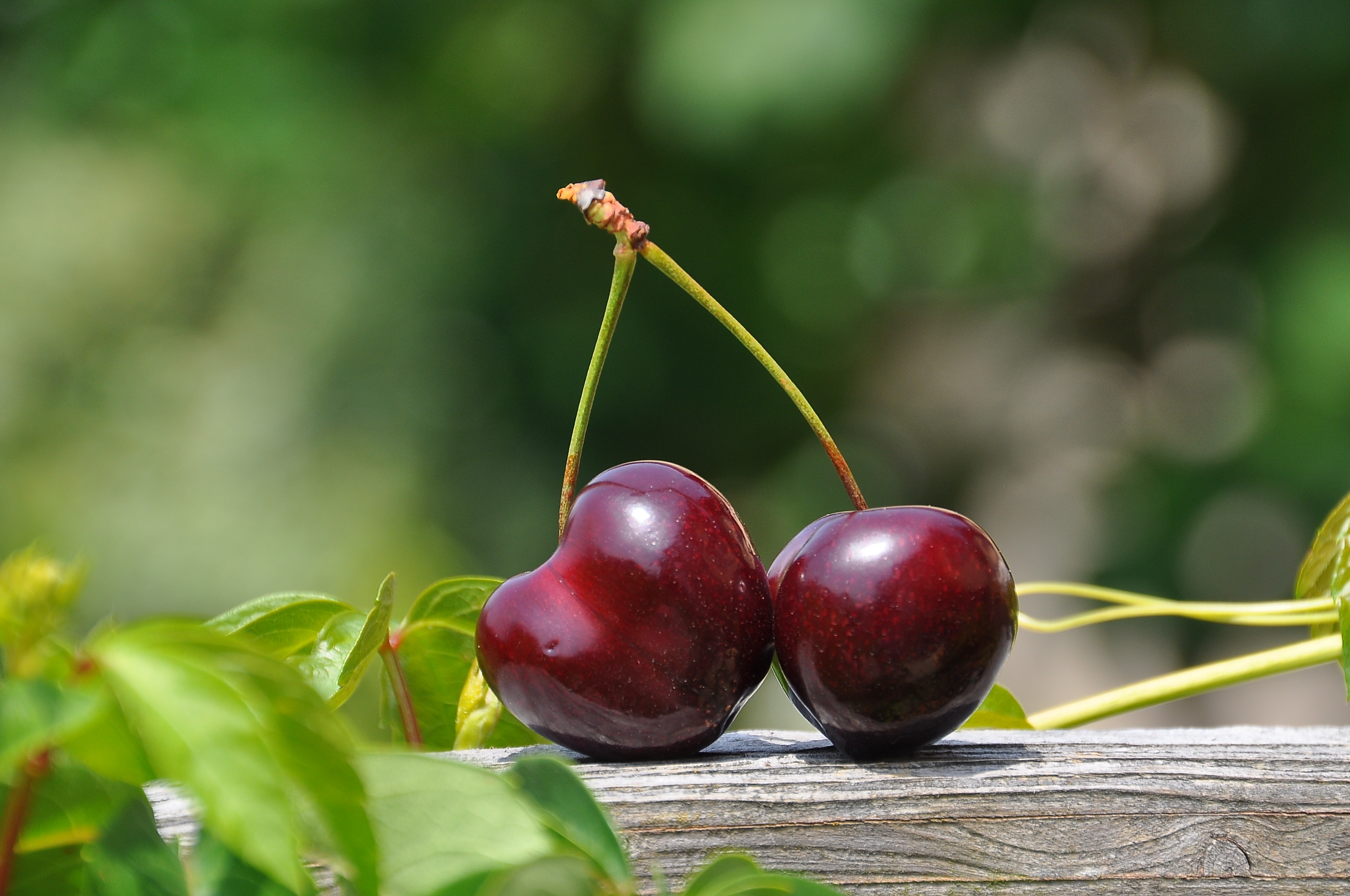 Обои листья, черешня, ягоды, вишня, leaves, cherry, berries разрешение 3216x2136 Загрузить