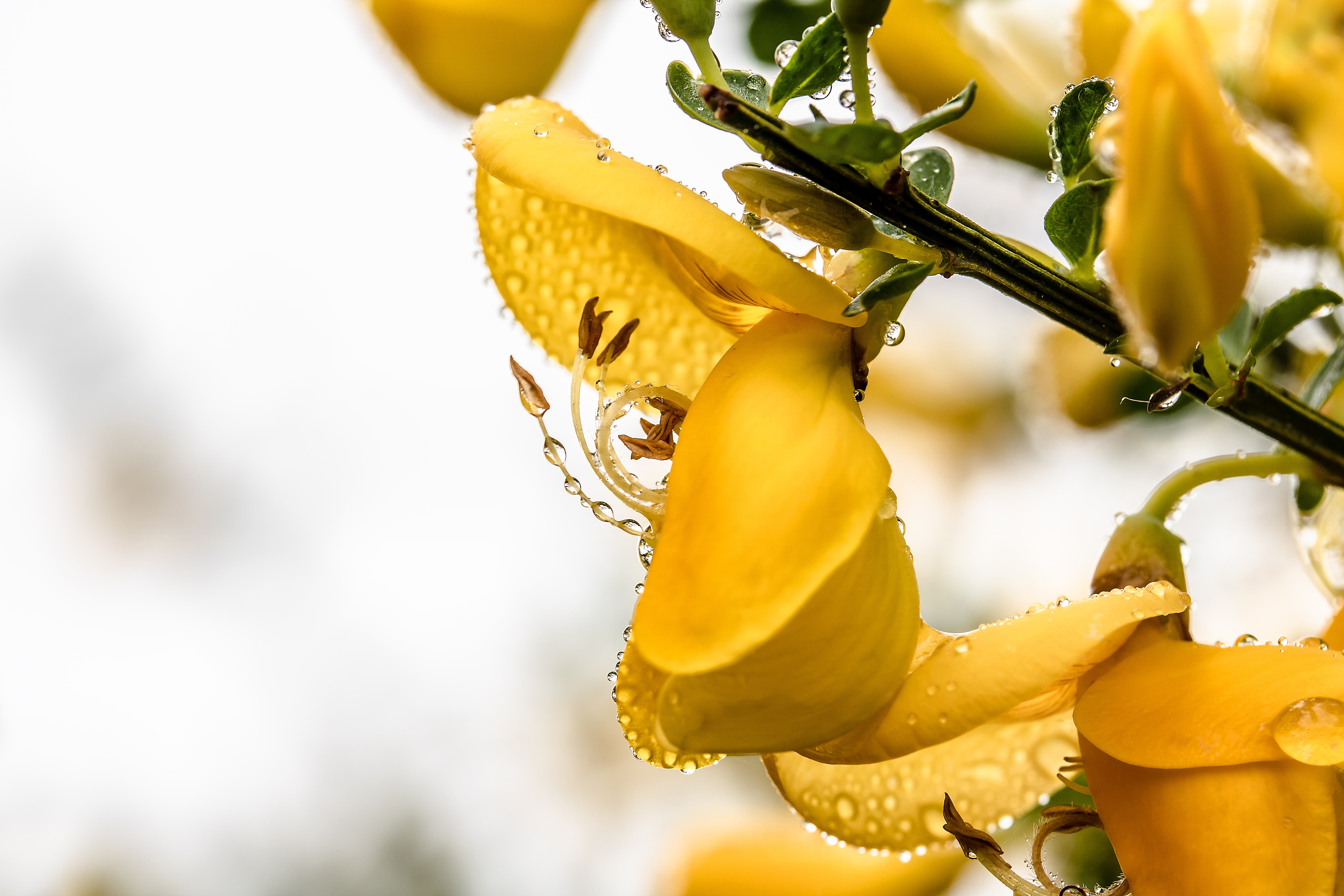 Обои ветка, макро, цветок, капли, branch, macro, flower, drops разрешение 6000x4000 Загрузить