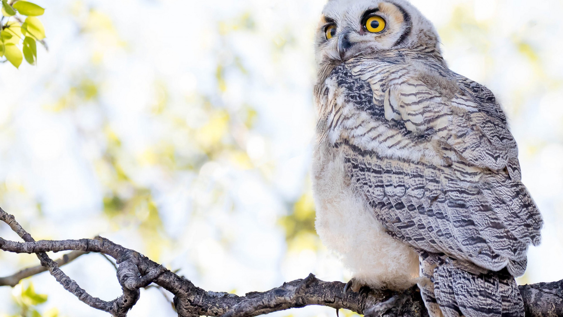 Обои сова, ветки, взгляд, красавица, птица, белая, боке, светлый фон, owl, branches, look, beauty, bird, white, bokeh, light background разрешение 1920x1080 Загрузить